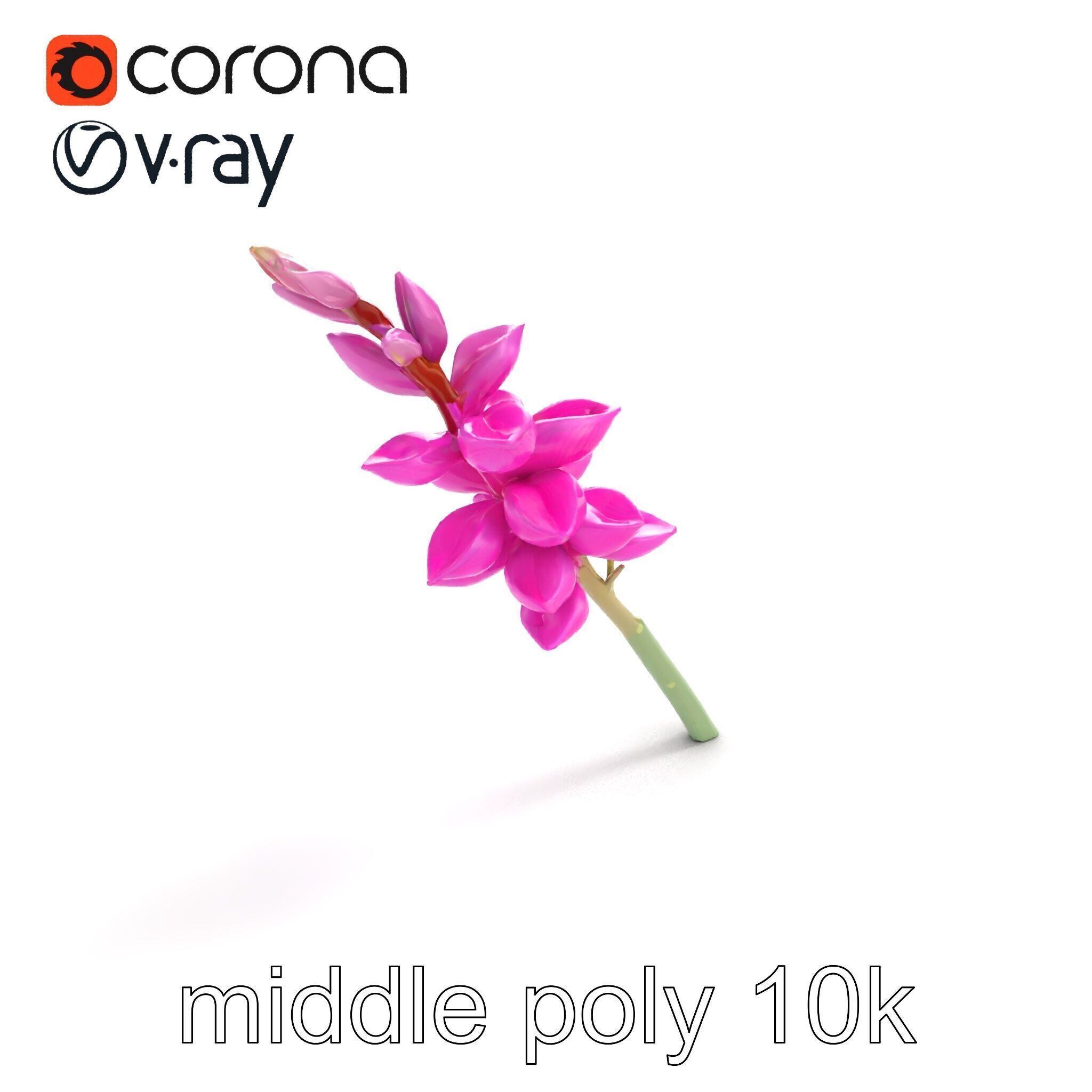 Spear Gladiolus Elegant Flora model pack Low-poly 3D model_7