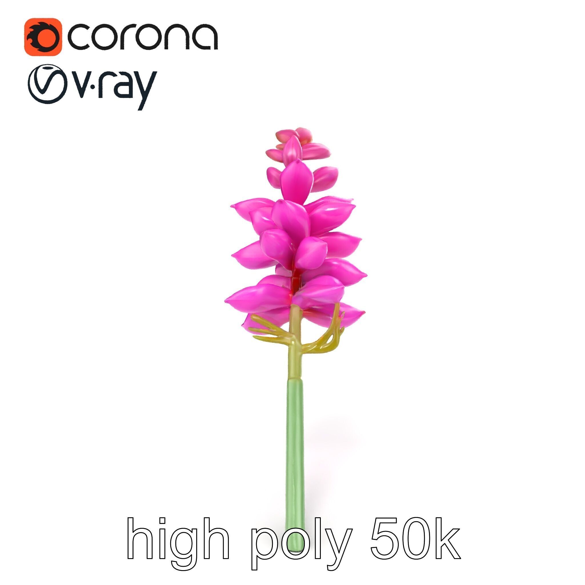 Spear Gladiolus Elegant Flora model pack Low-poly 3D model_24