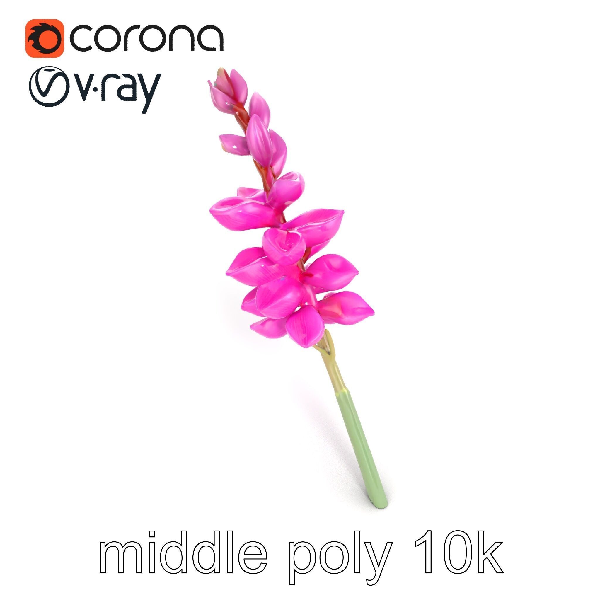 Spear Gladiolus Elegant Flora model pack Low-poly 3D model_26