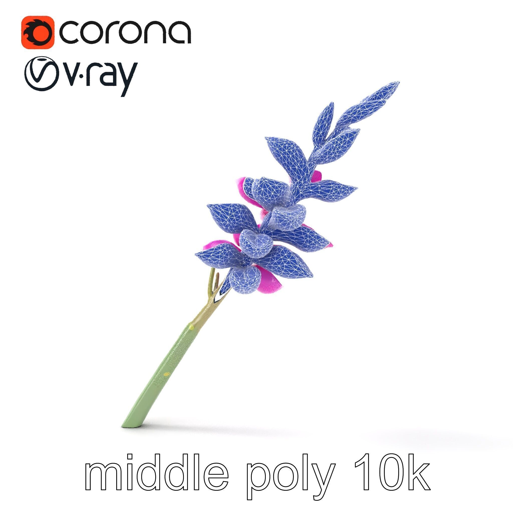 Spear Gladiolus Elegant Flora model pack Low-poly 3D model_27
