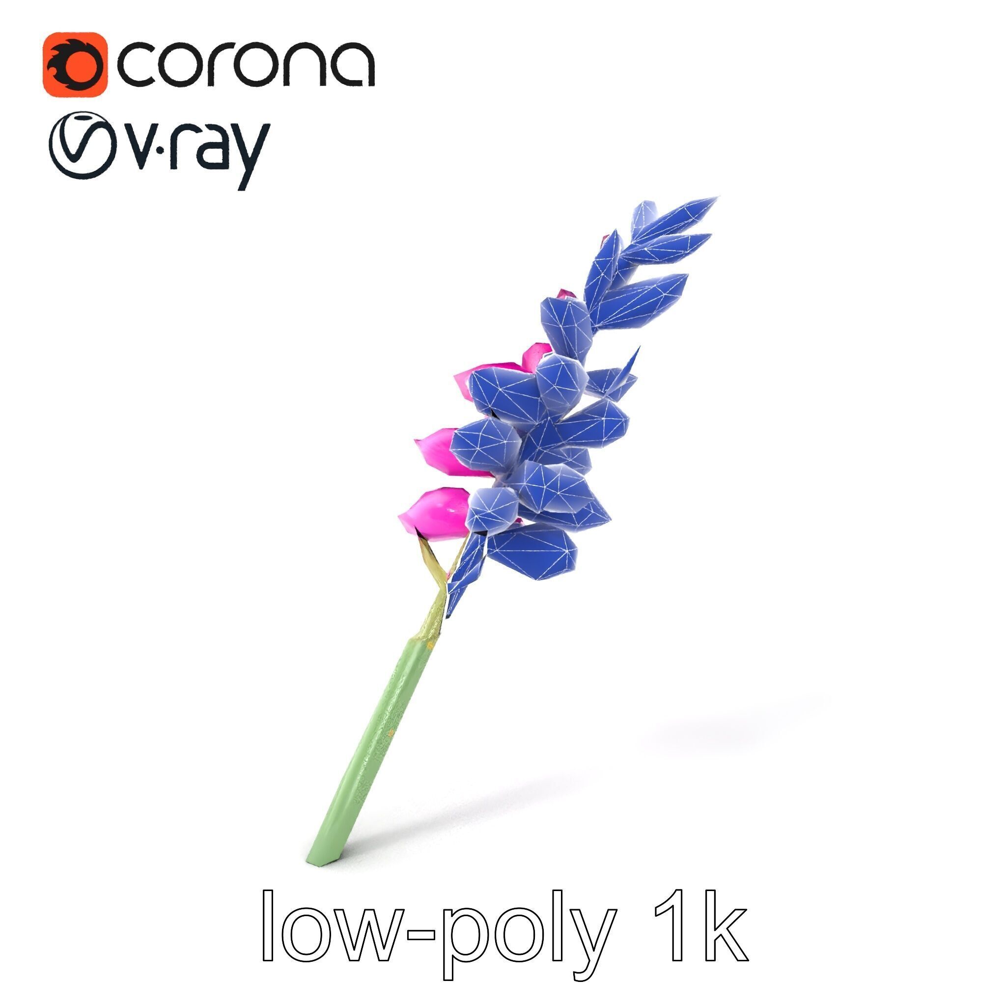 Spear Gladiolus Elegant Flora model pack Low-poly 3D model_6