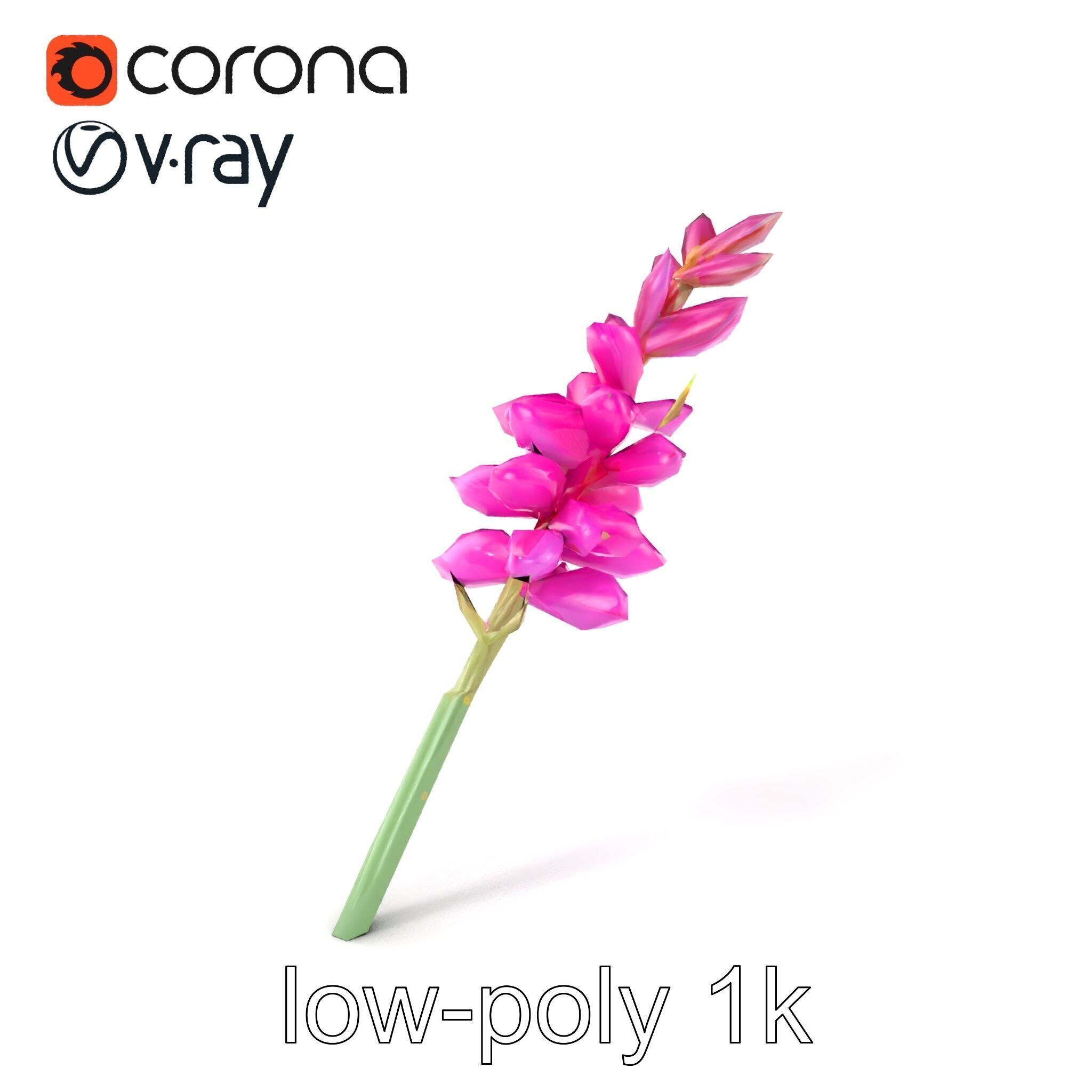 Spear Gladiolus Elegant Flora model pack Low-poly 3D model_4