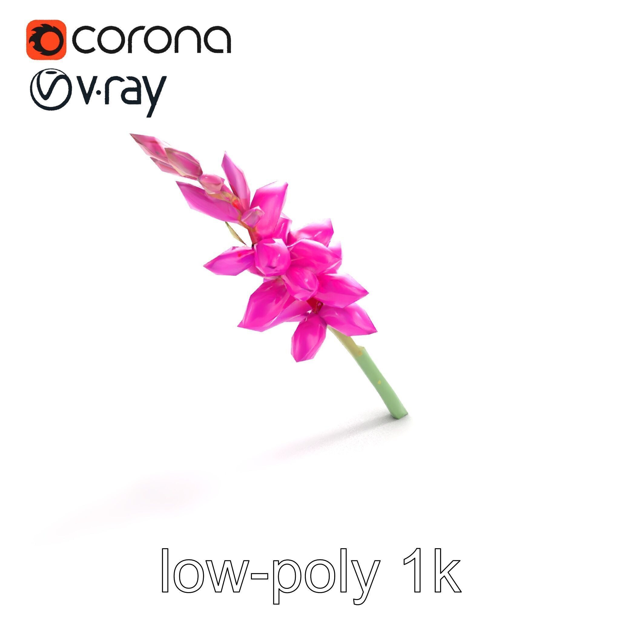 Spear Gladiolus Elegant Flora model pack Low-poly 3D model_8