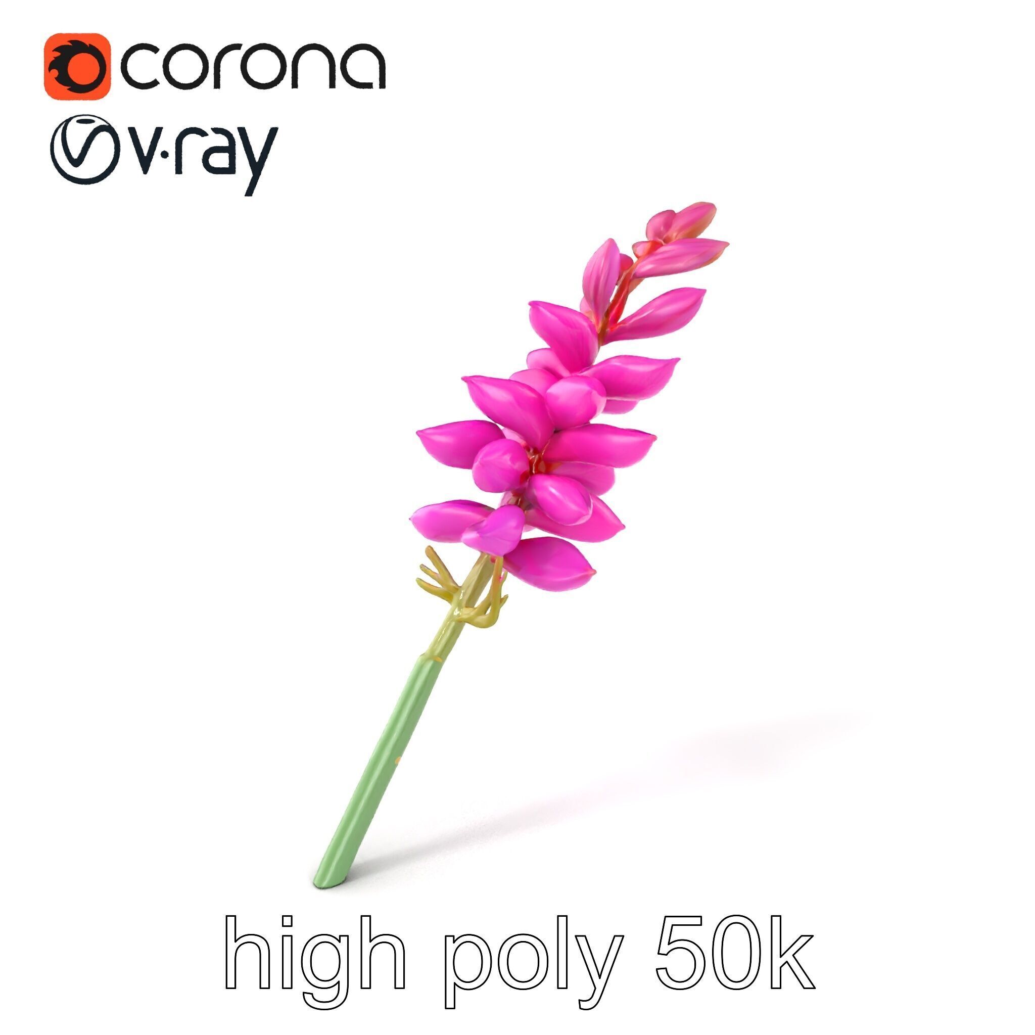 Spear Gladiolus Elegant Flora model pack Low-poly 3D model_2