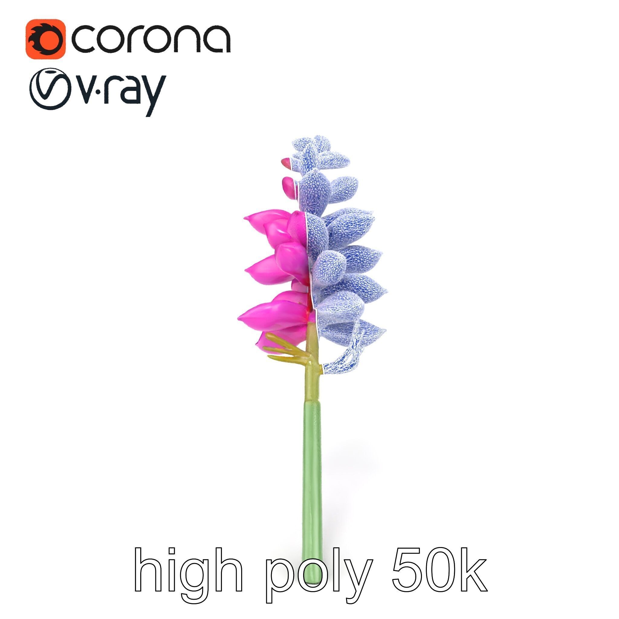 Spear Gladiolus Elegant Flora model pack Low-poly 3D model_30