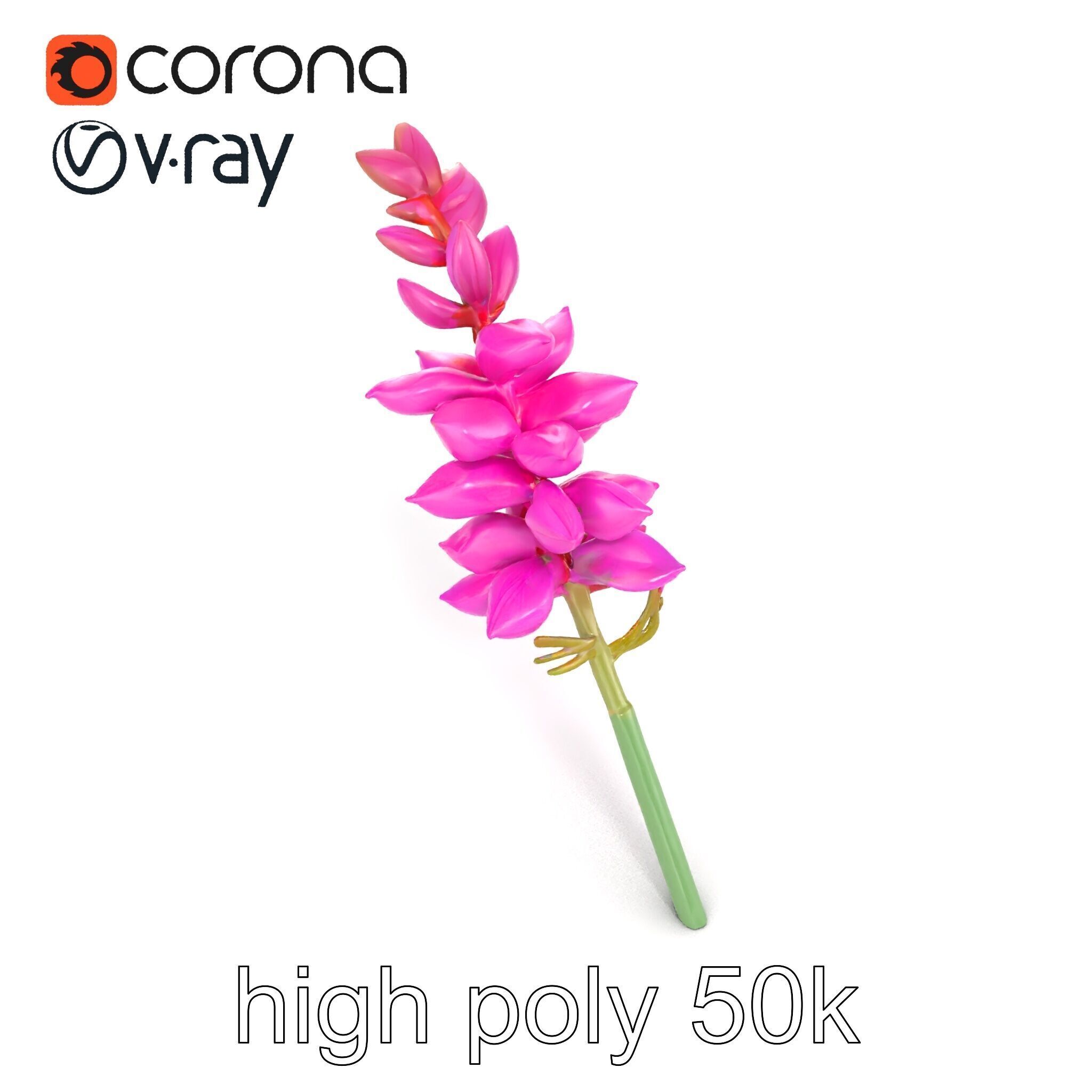 Spear Gladiolus Elegant Flora model pack Low-poly 3D model_14