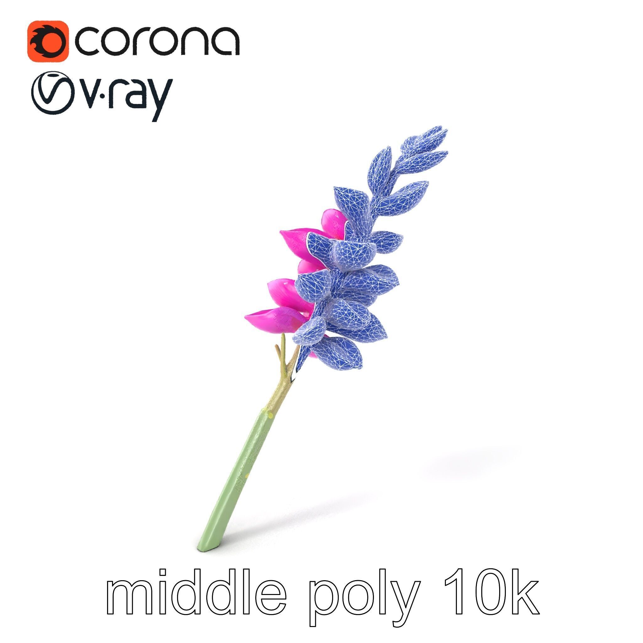 Spear Gladiolus Elegant Flora model pack Low-poly 3D model_5
