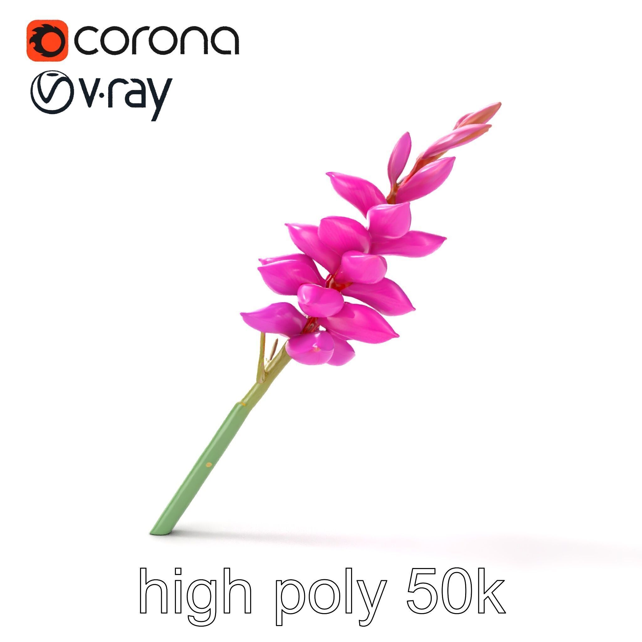 Spear Gladiolus Elegant Flora model pack Low-poly 3D model_11