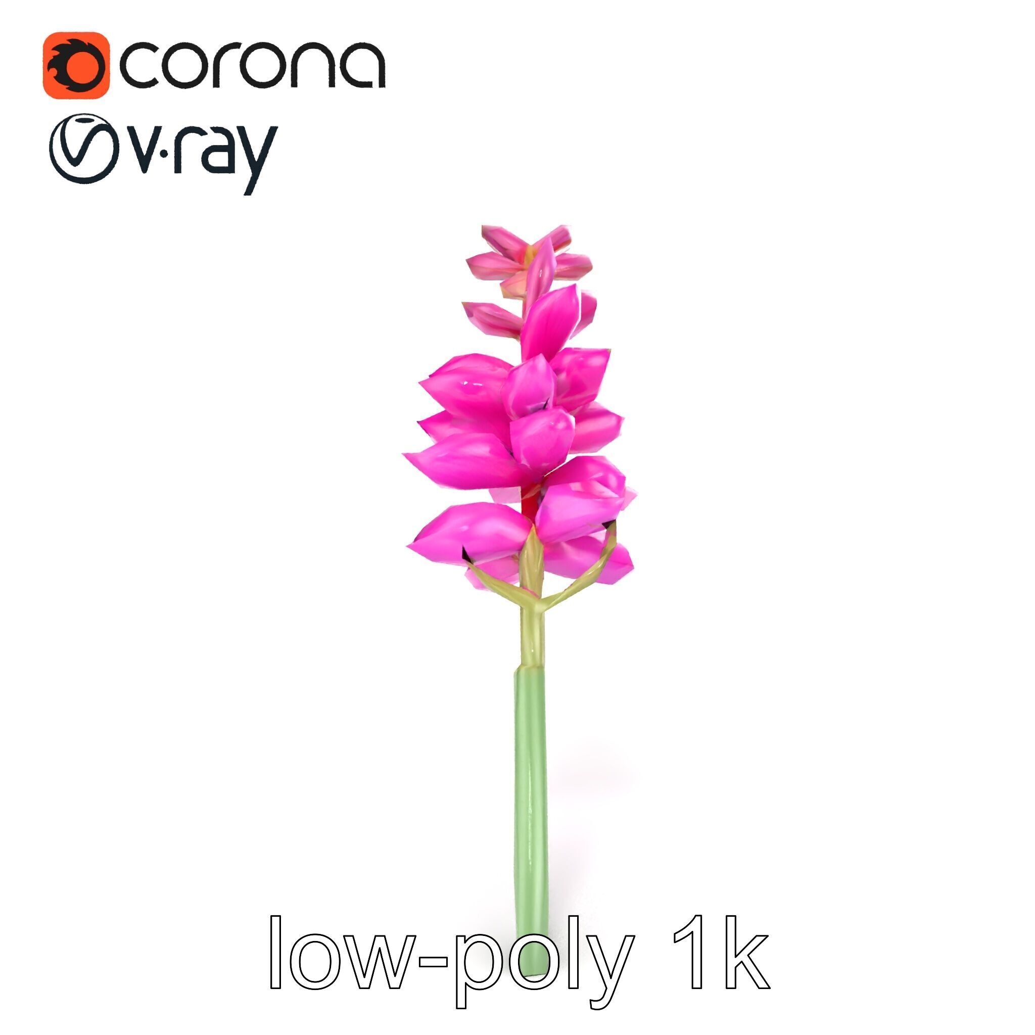 Spear Gladiolus Elegant Flora model pack Low-poly 3D model_16