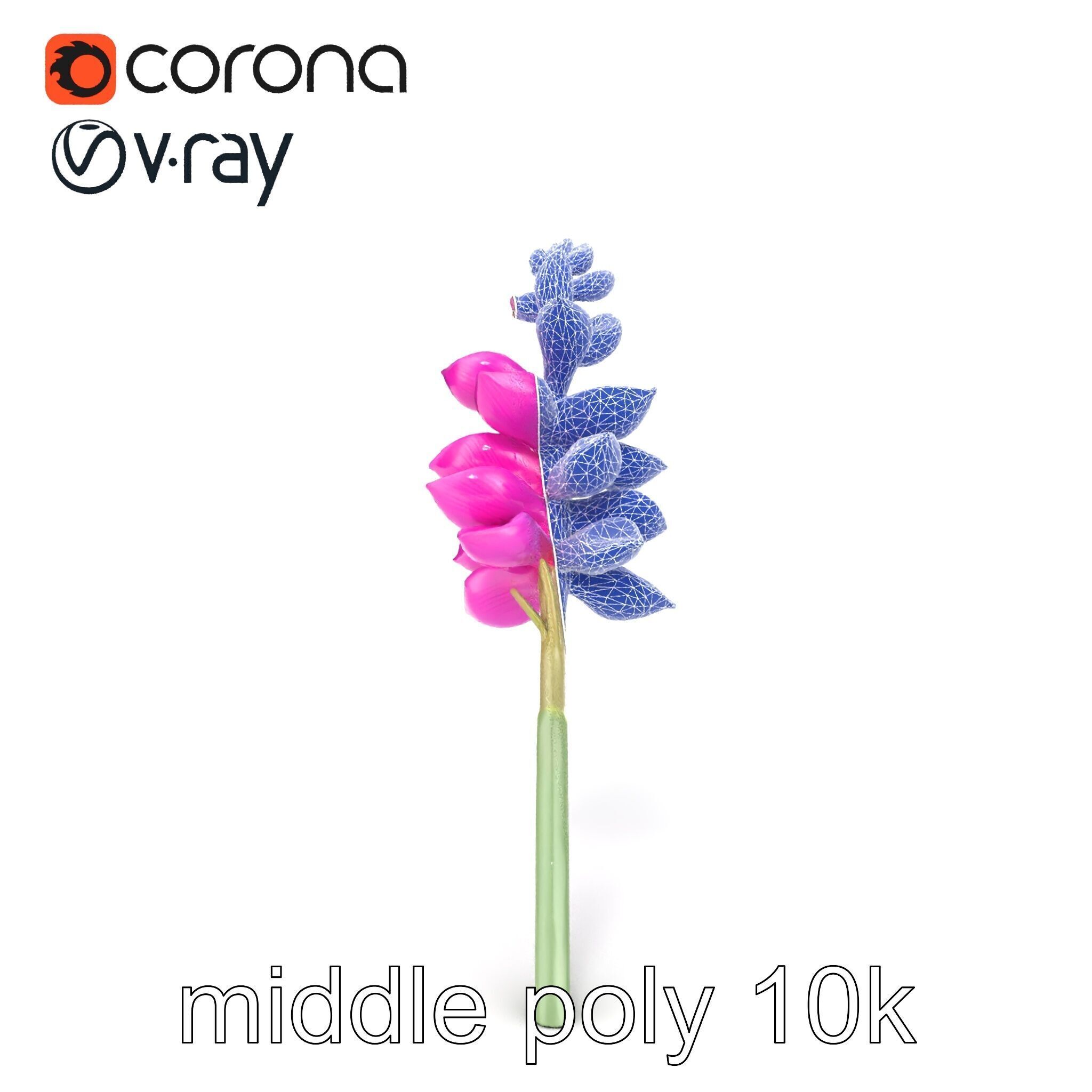 Spear Gladiolus Elegant Flora model pack Low-poly 3D model_21