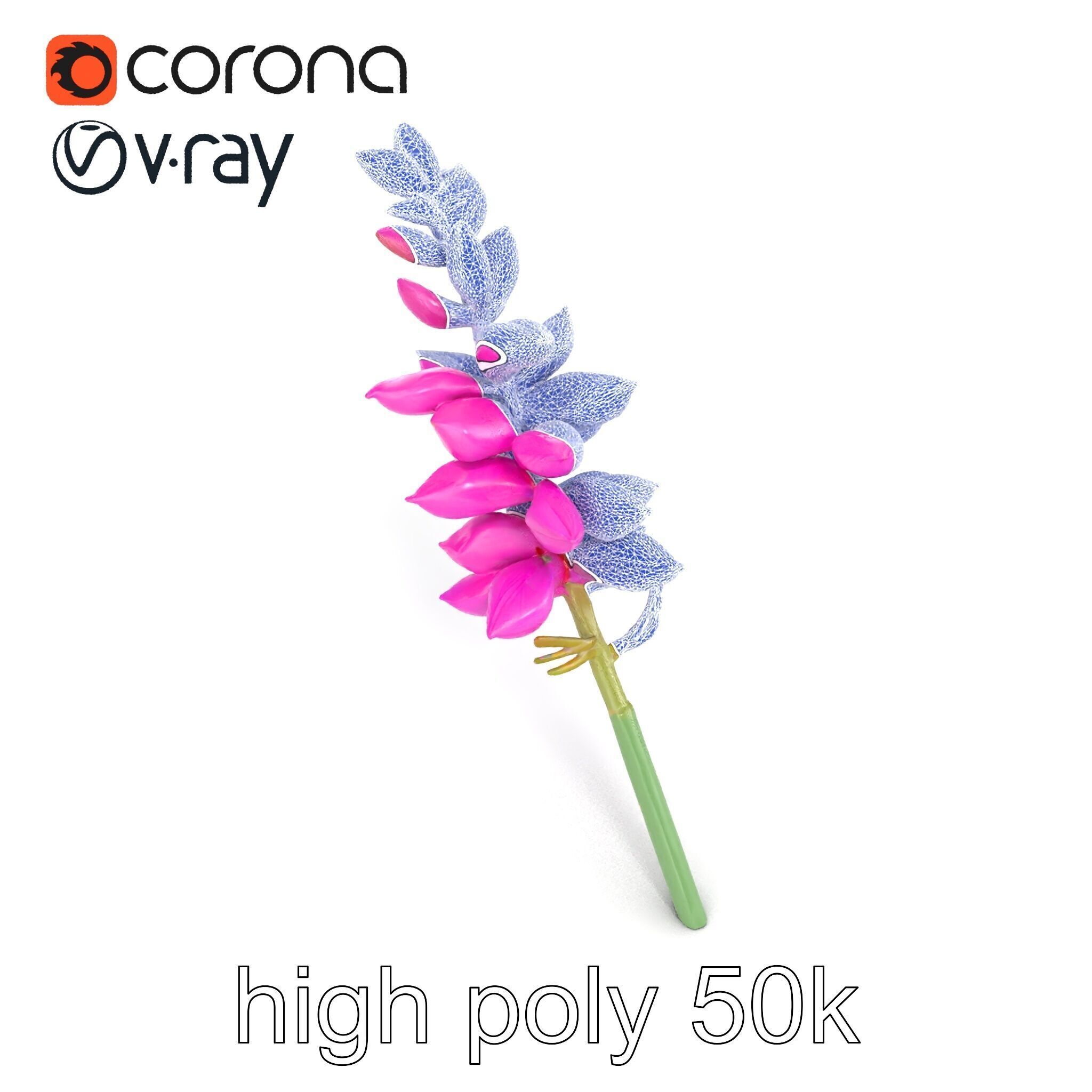 Spear Gladiolus Elegant Flora model pack Low-poly 3D model_19