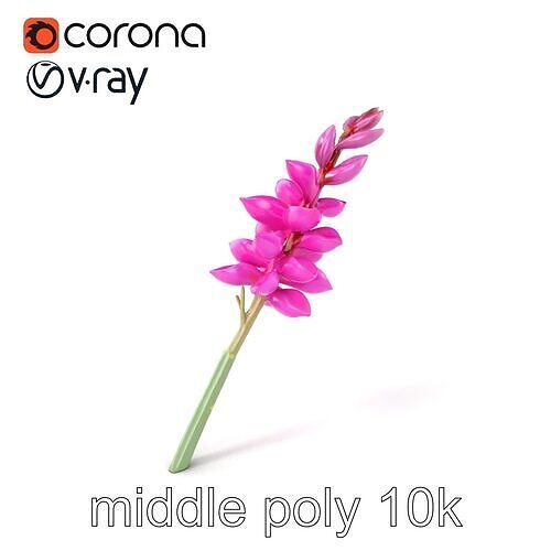 Spear Gladiolus Elegant Flora model pack Low-poly 3D model