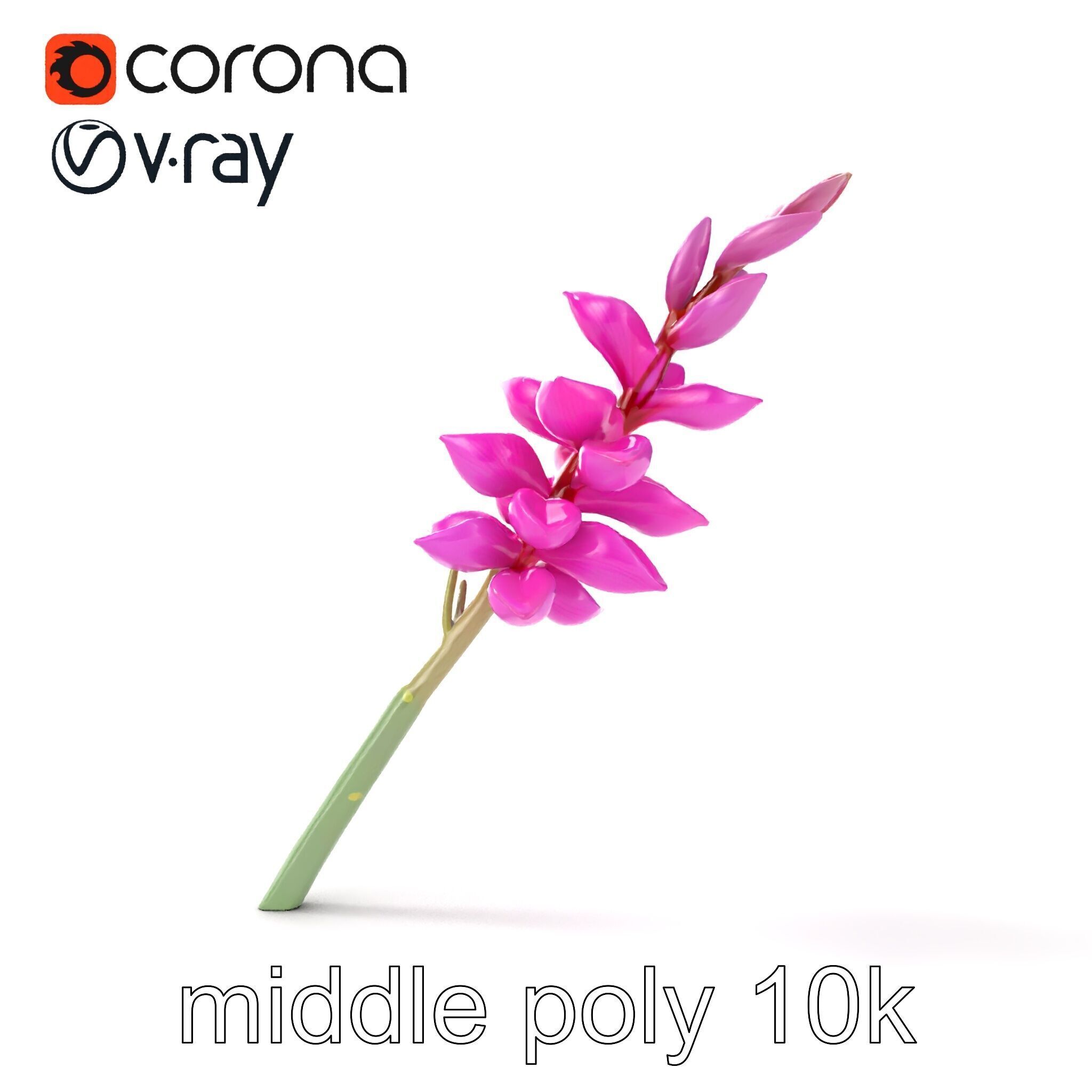 Spear Gladiolus Elegant Flora model pack Low-poly 3D model_28