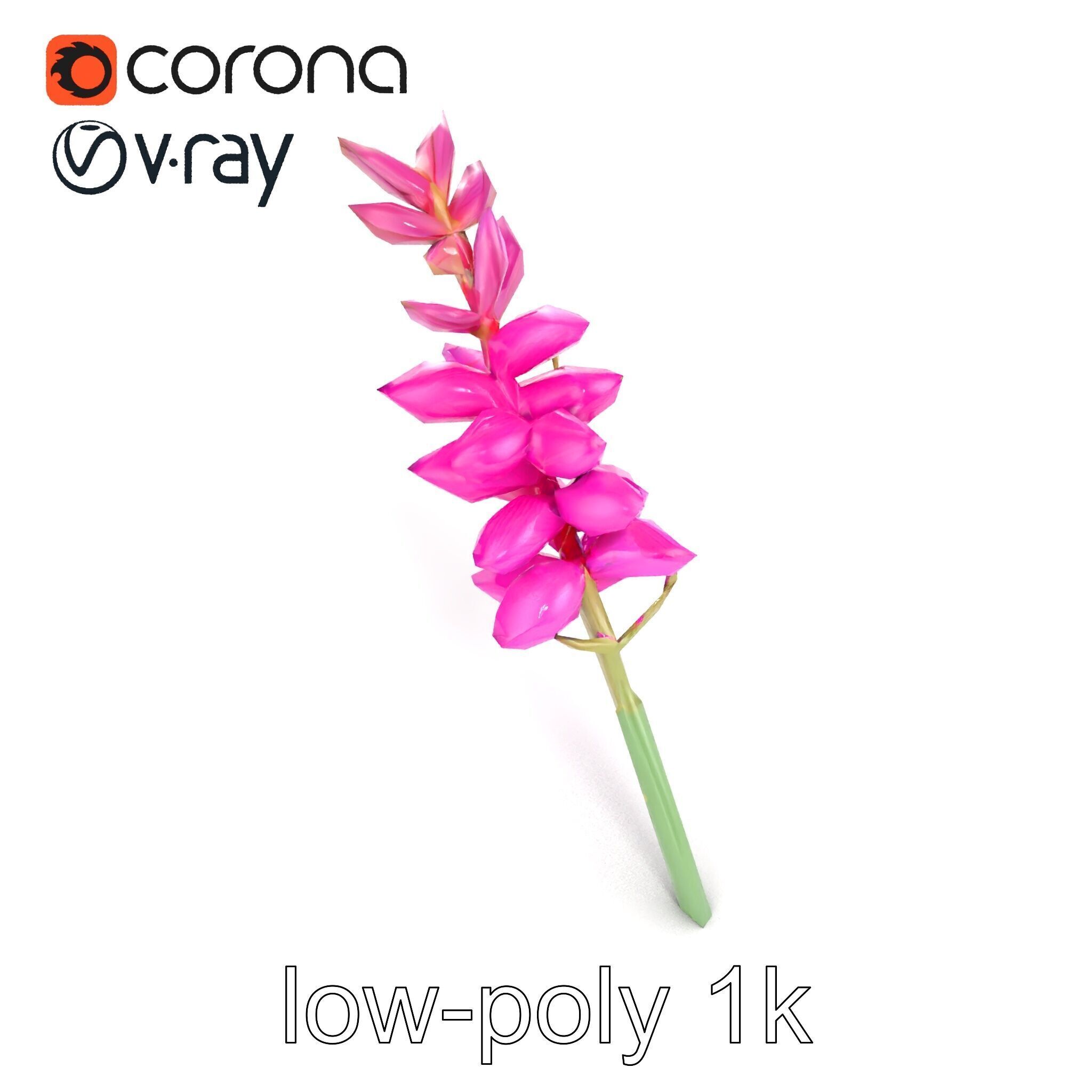 Spear Gladiolus Elegant Flora model pack Low-poly 3D model_22