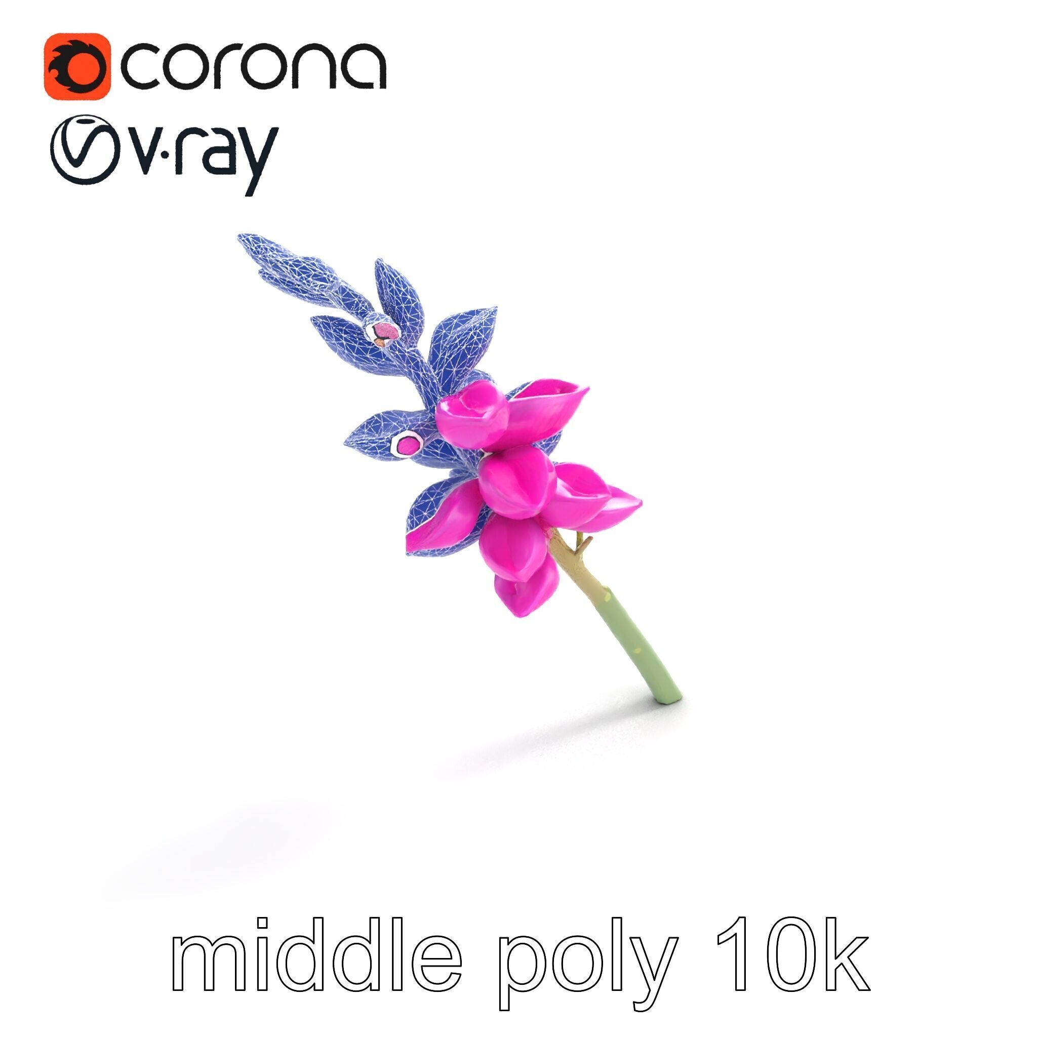 Spear Gladiolus Elegant Flora model pack Low-poly 3D model_10