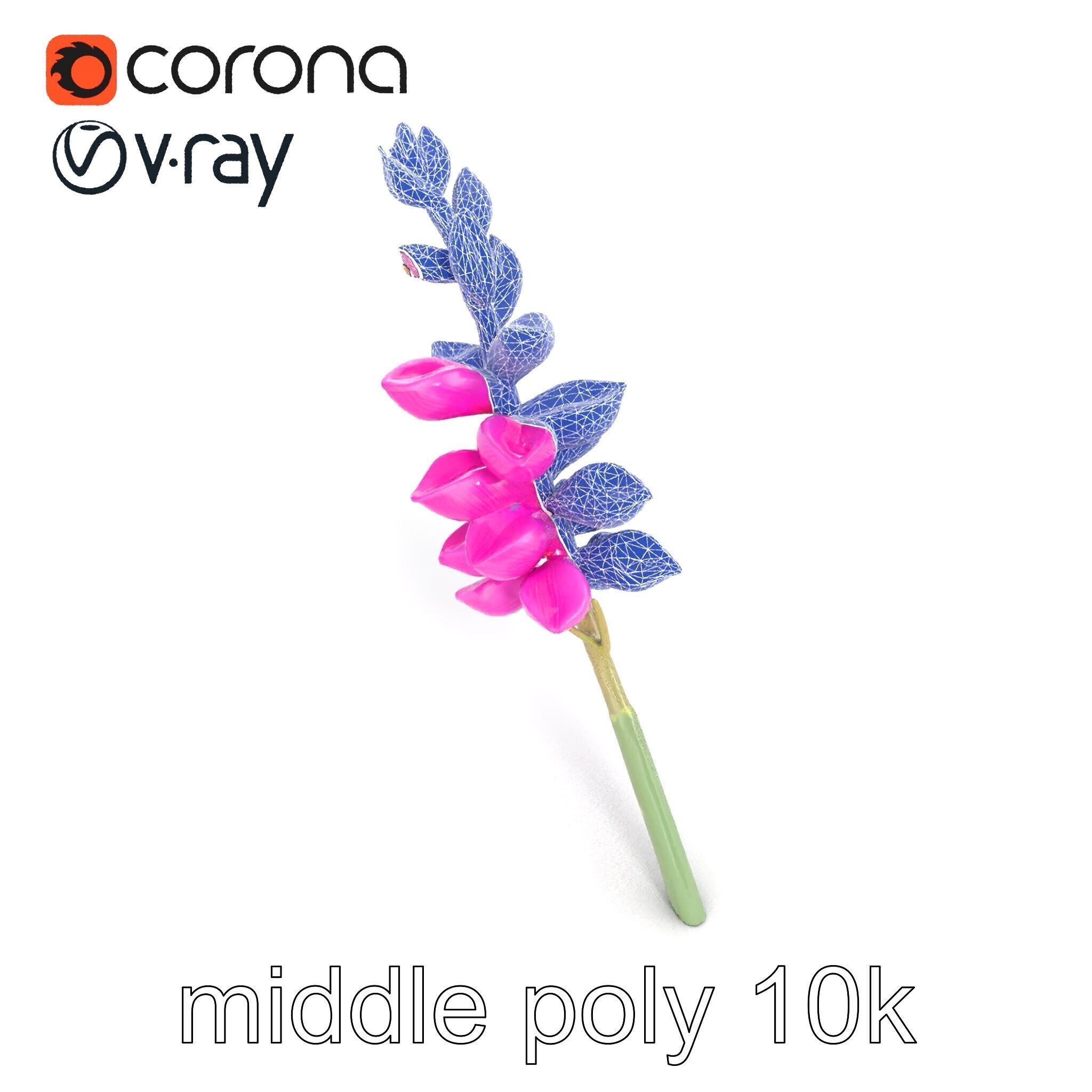 Spear Gladiolus Elegant Flora model pack Low-poly 3D model_12