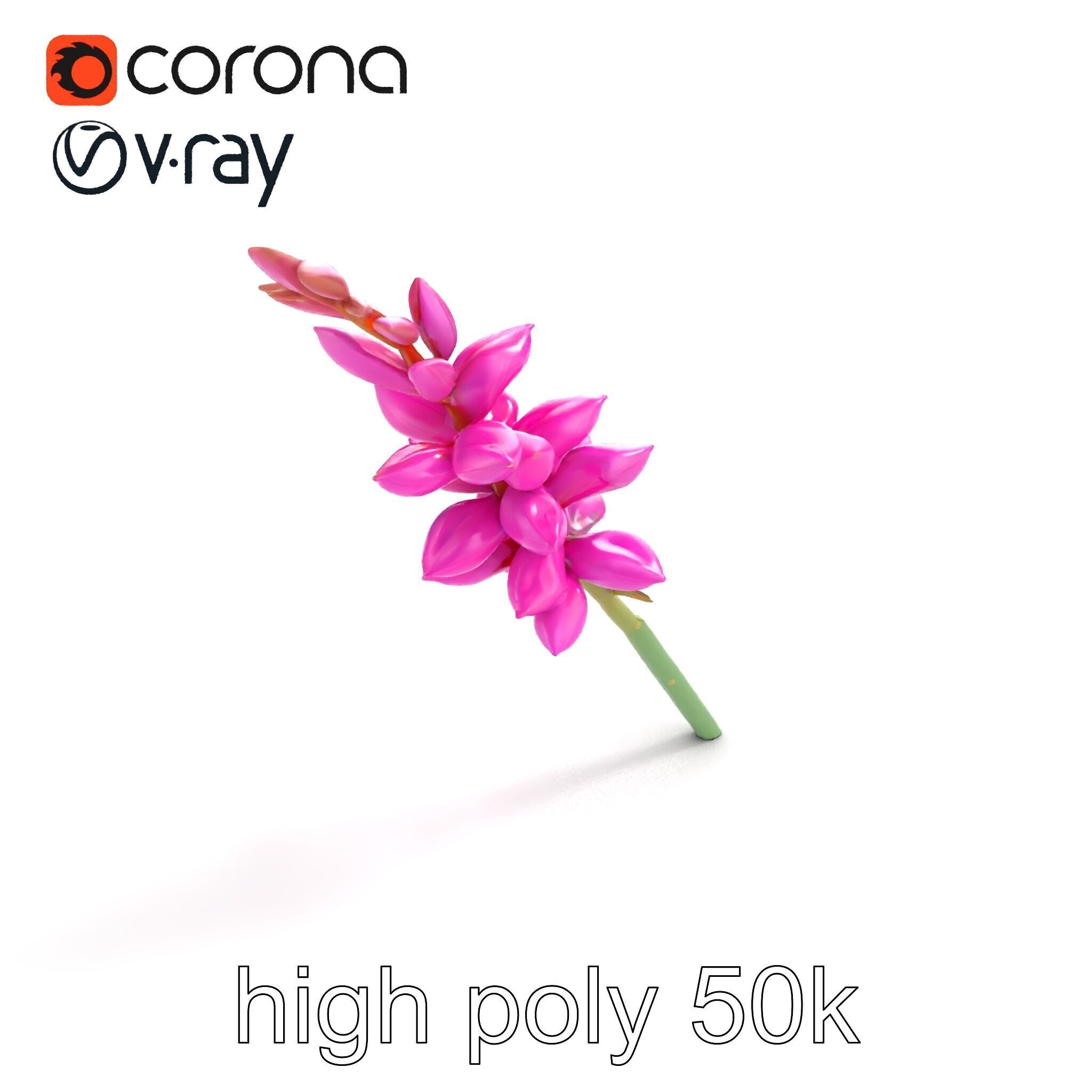 Spear Gladiolus Elegant Flora model pack Low-poly 3D model_9