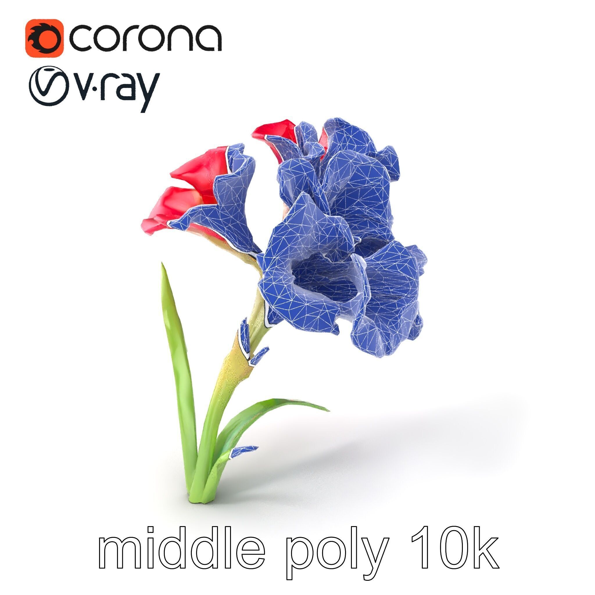 Lush Gladiolus Flowering Plant model pack Low-poly 3D model_5