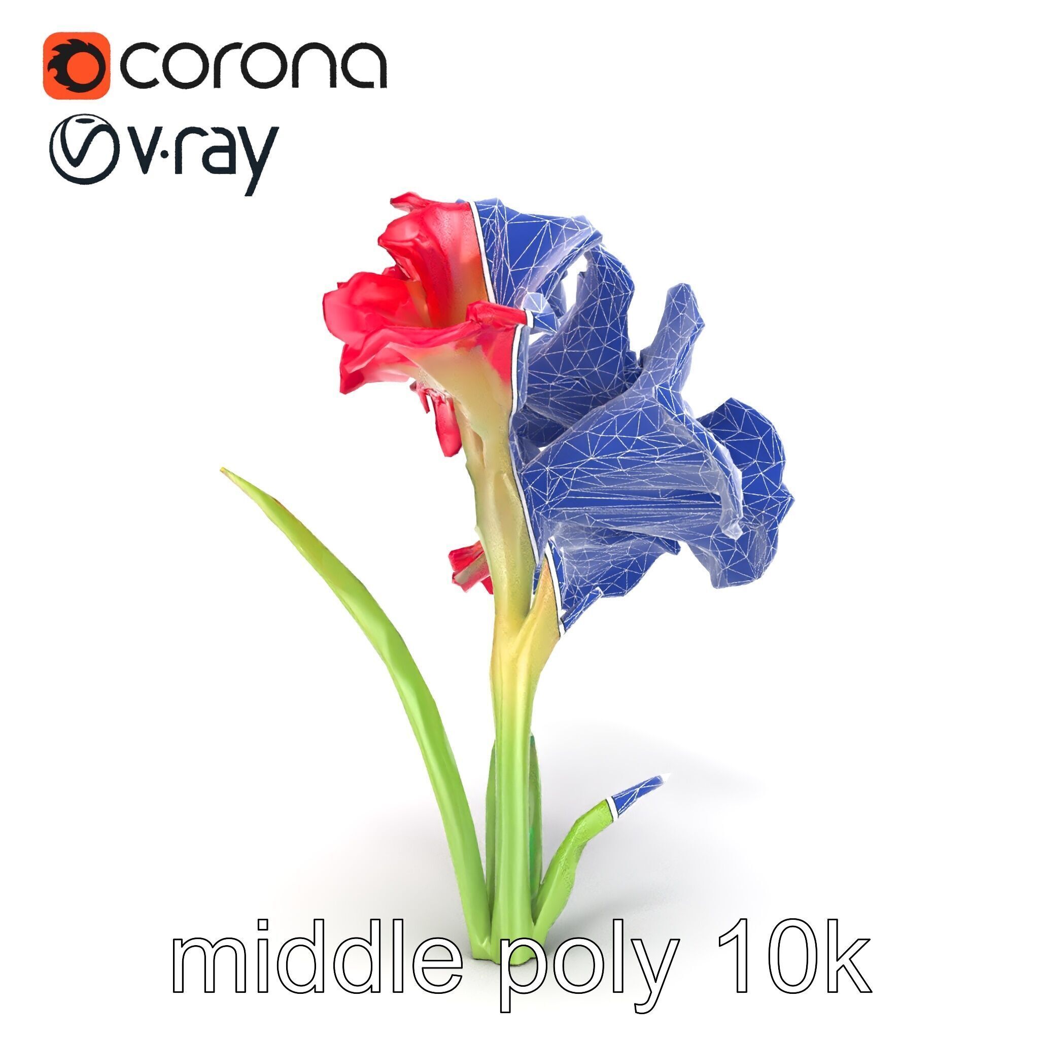Lush Gladiolus Flowering Plant model pack Low-poly 3D model_17