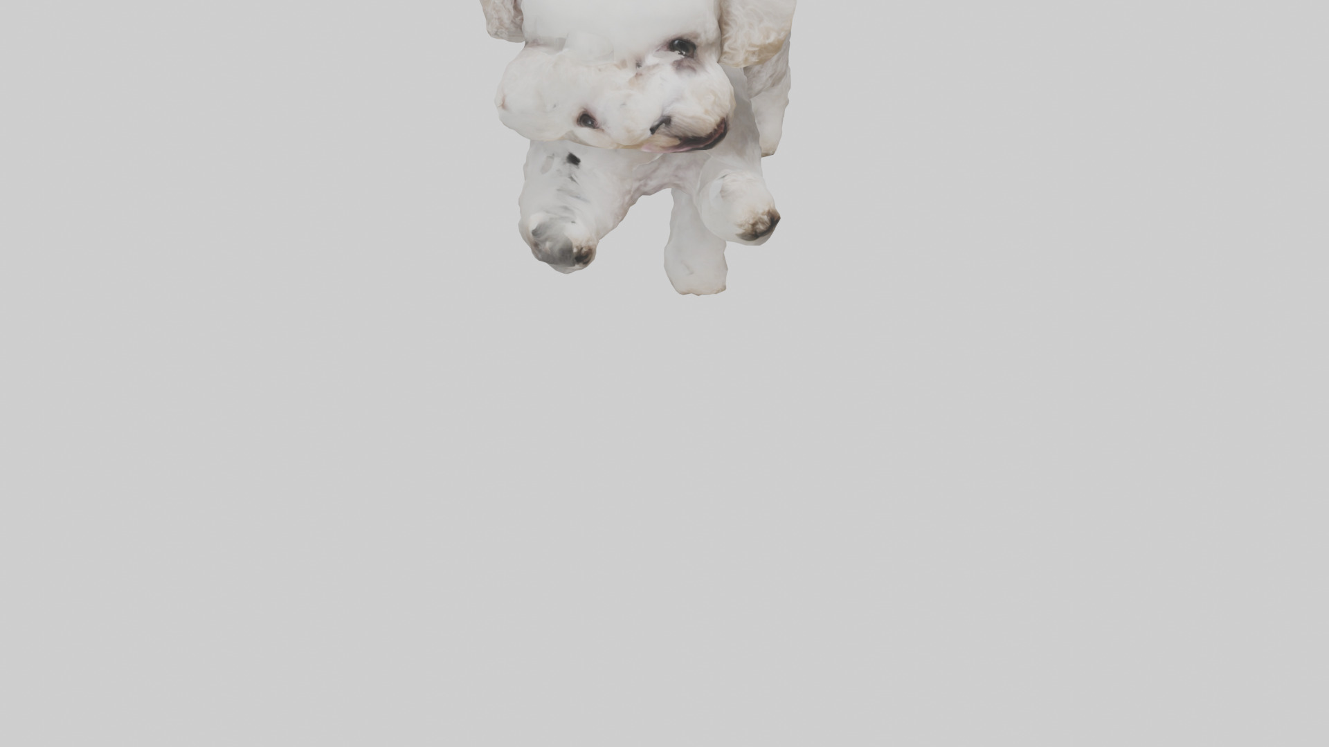 Poodle playing model Low-poly 3D model_6