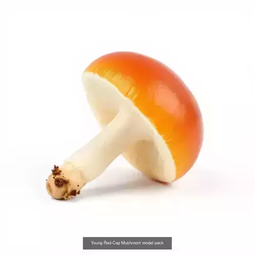 Red-Cap Mushroom 3D Model Collection 