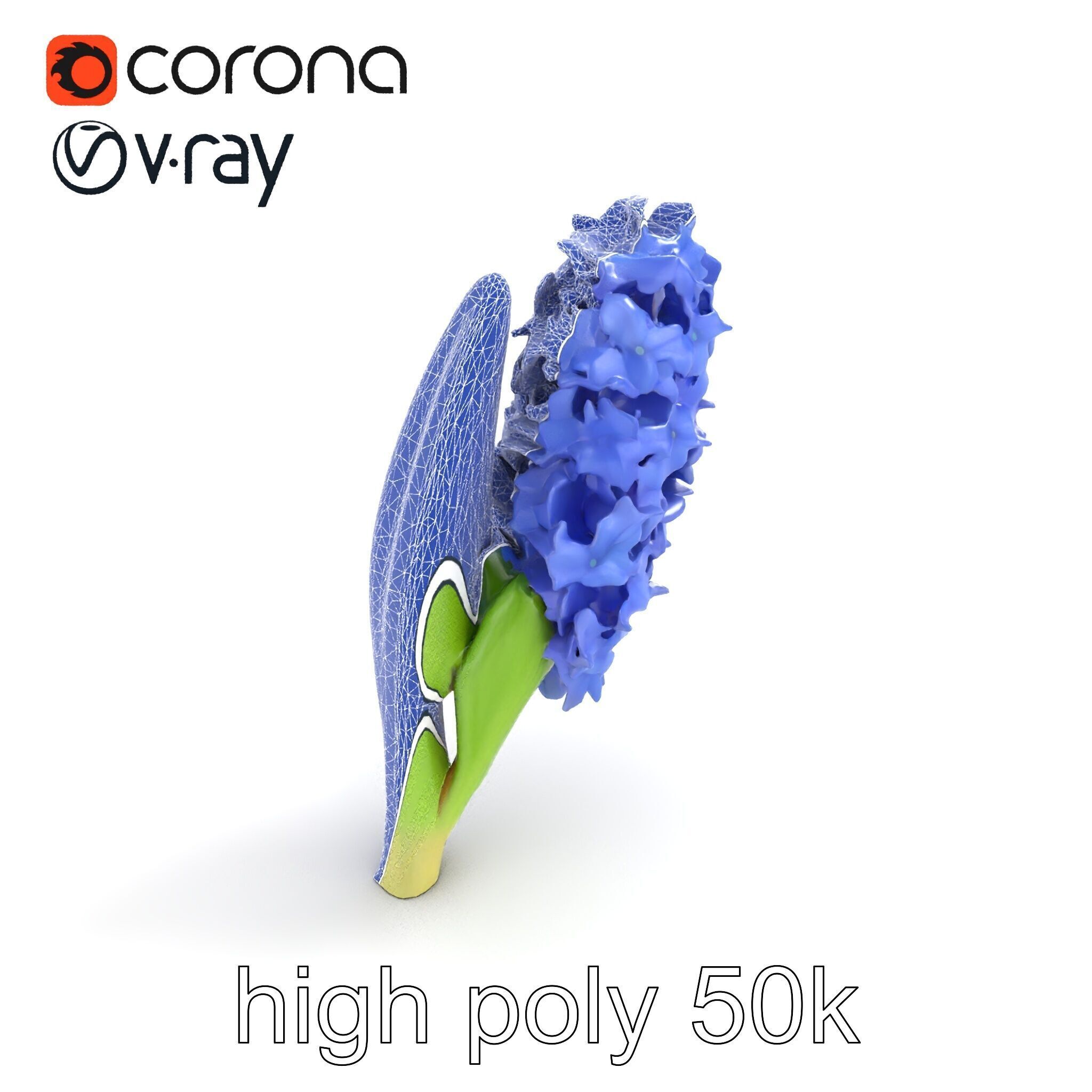 Hyacinth Flower Realistic Model Pack Low-poly 3D model_12