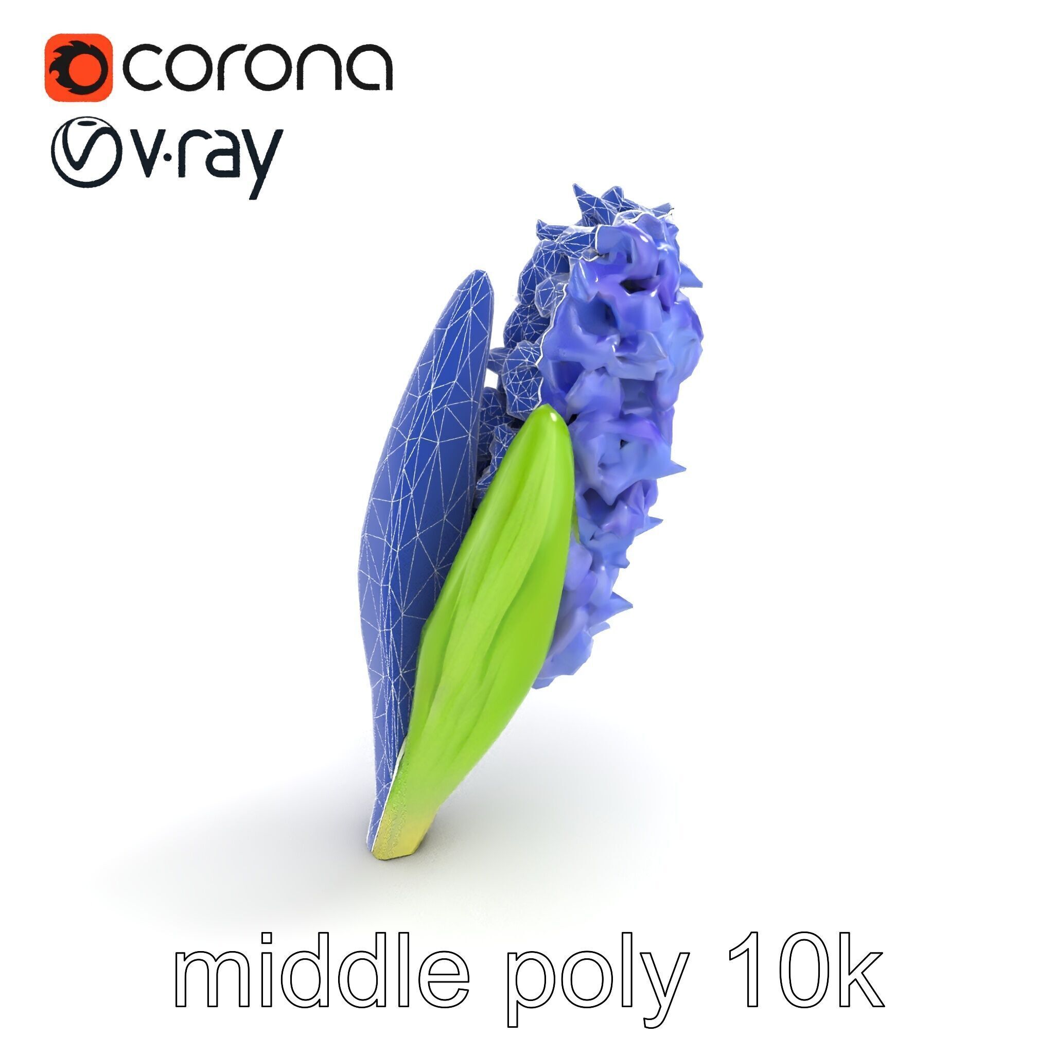 Hyacinth Flower Realistic Model Pack Low-poly 3D model_26
