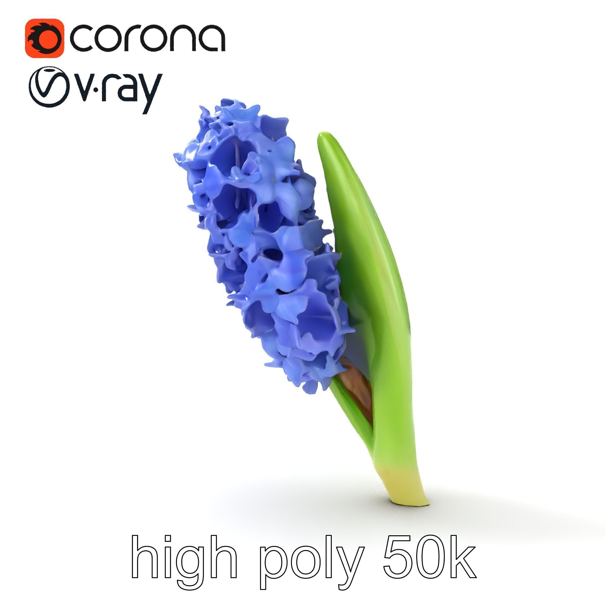 Hyacinth Flower Realistic Model Pack Low-poly 3D model_24