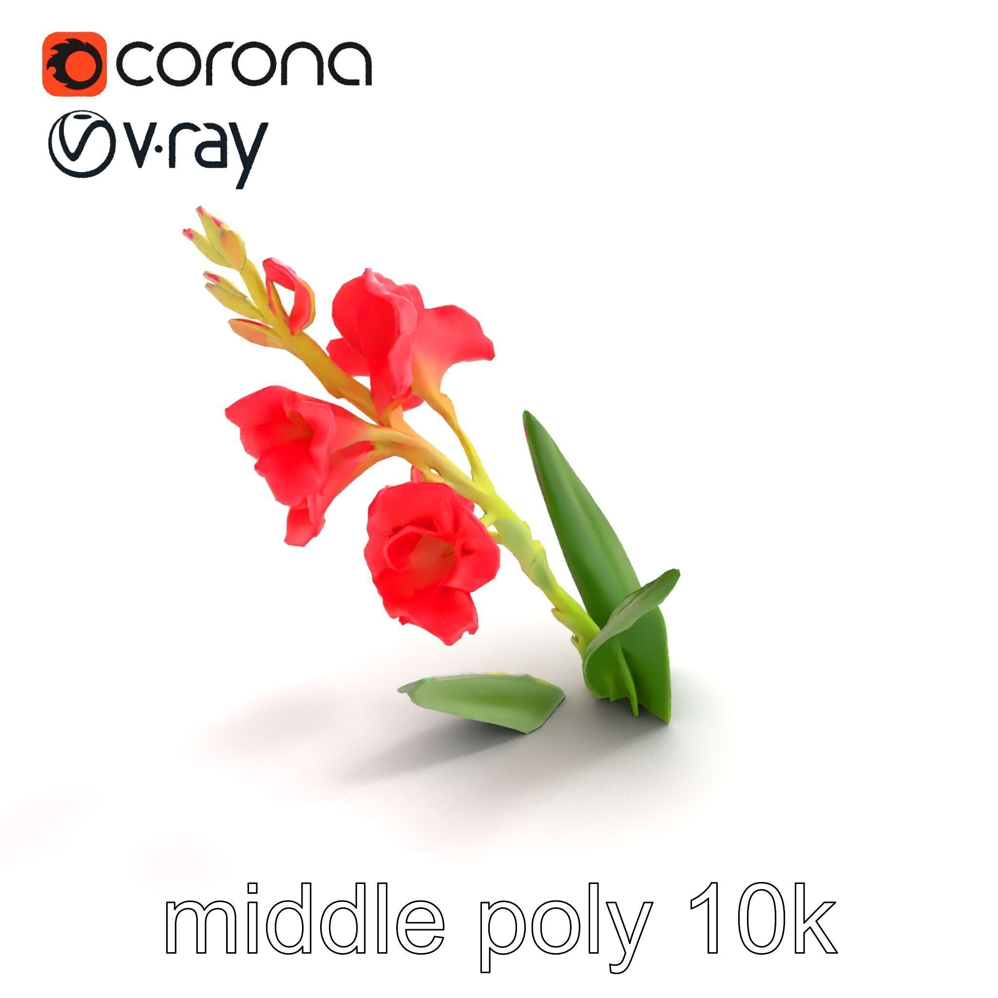 Gladiolus Minor Flower Model Pack Low-poly 3D model_8