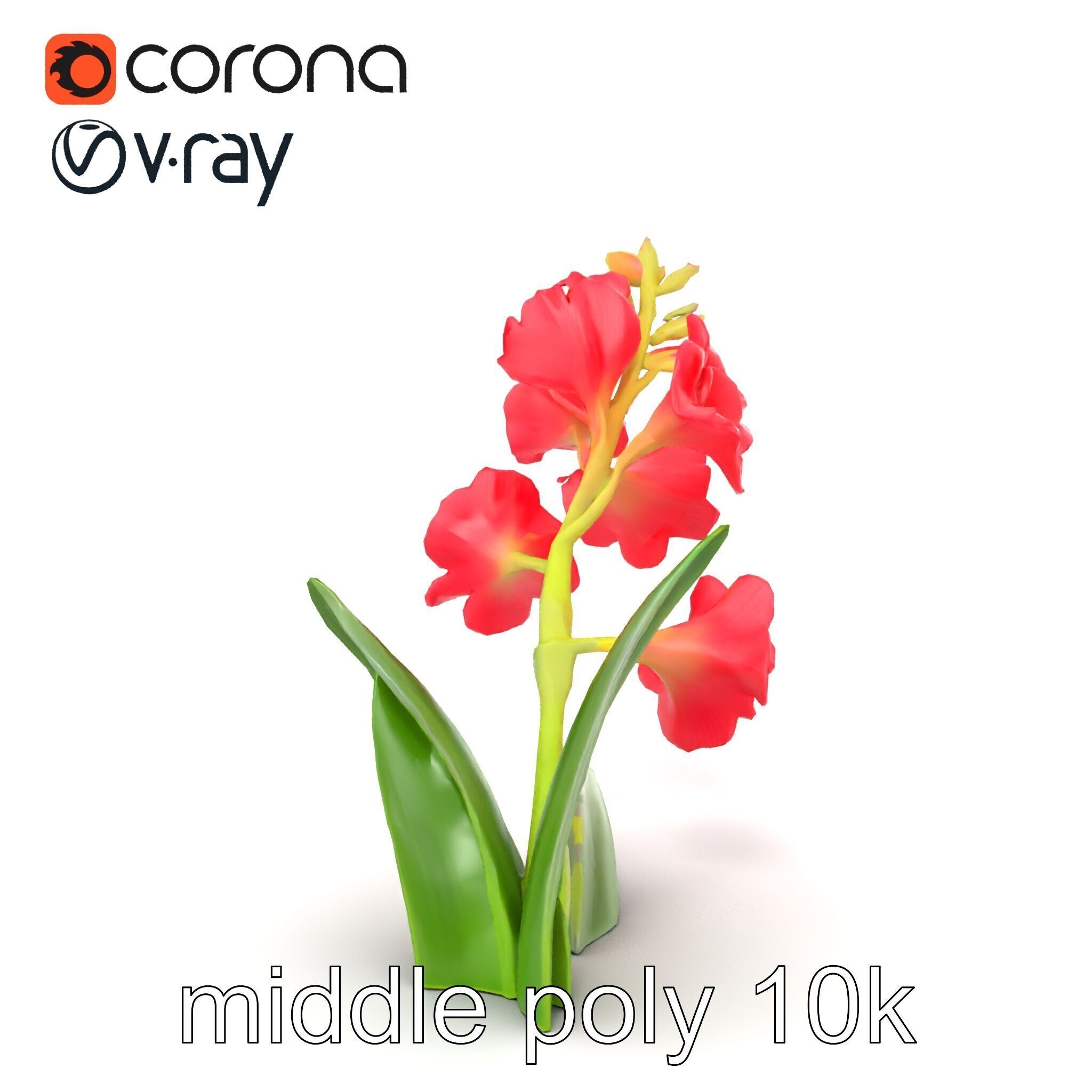 Gladiolus Minor Flower Model Pack Low-poly 3D model_25