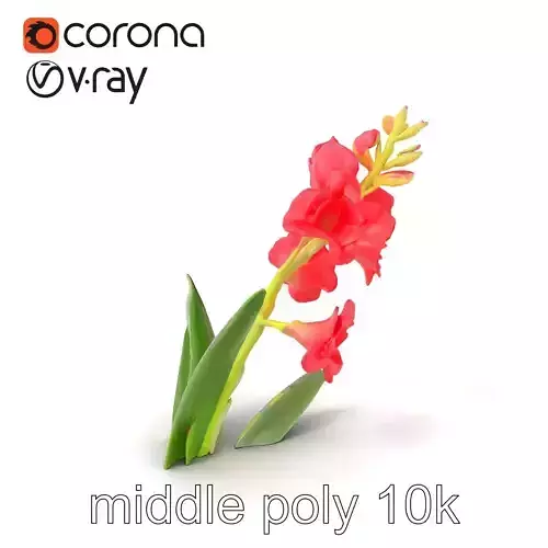 Gladiolus Minor Flower Model Pack Low-poly 3D model Gladiolus Minor Flower Model Pack Low-poly 3D model