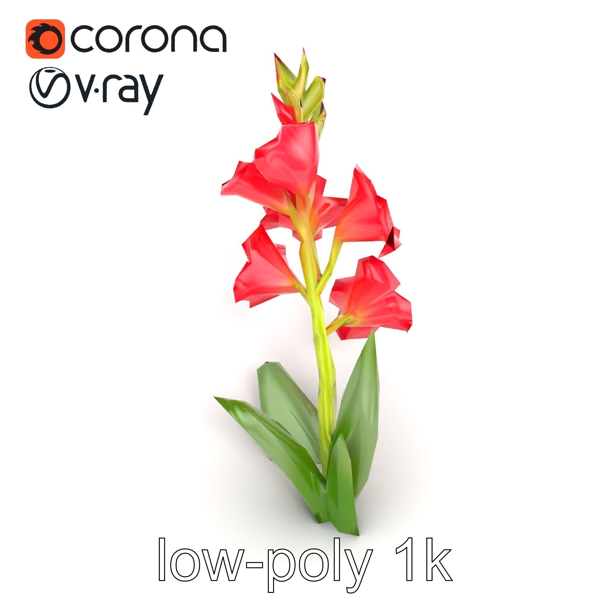 Gladiolus Minor Flower Model Pack Low-poly 3D model_15