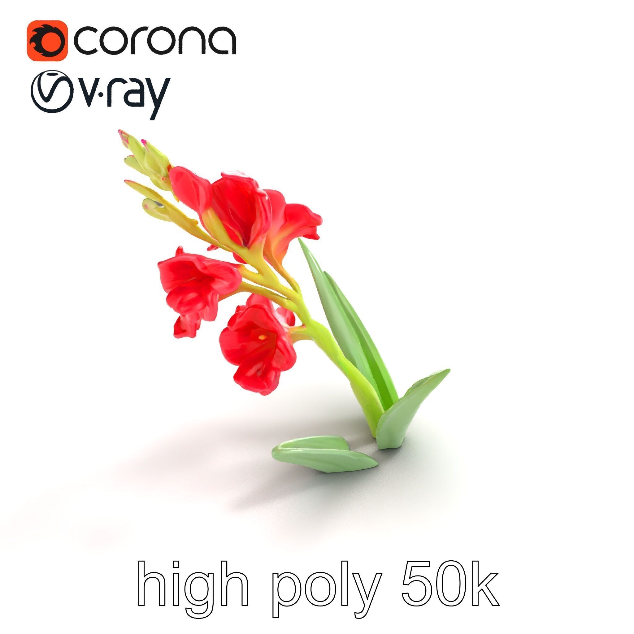 Gladiolus Minor Flower Model Pack Low-poly 3D model_19