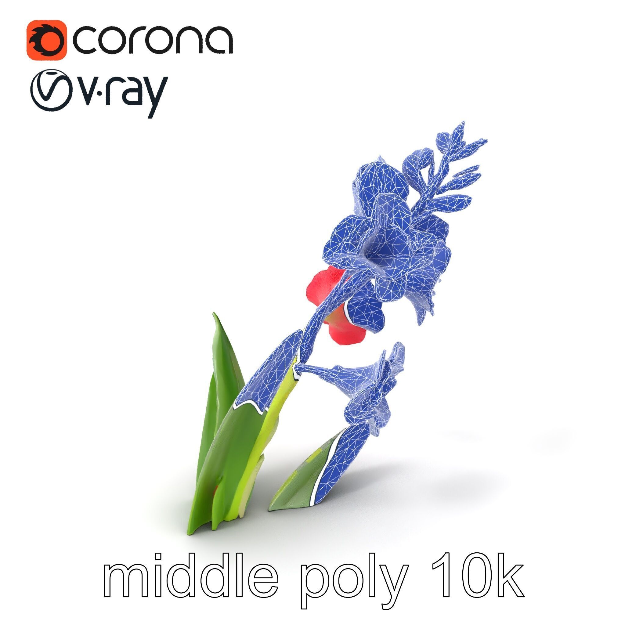 Gladiolus Minor Flower Model Pack Low-poly 3D model_6