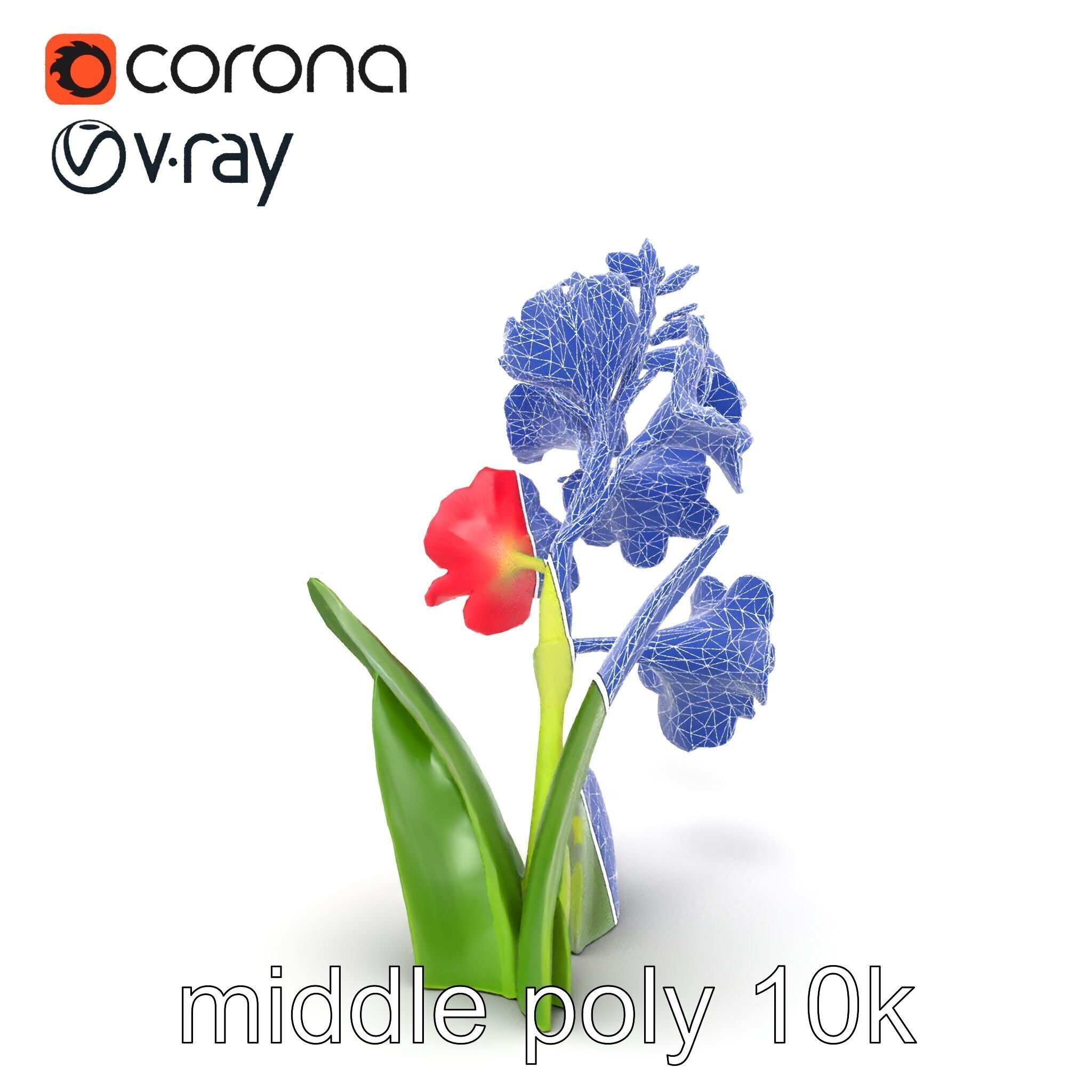 Gladiolus Minor Flower Model Pack Low-poly 3D model_28