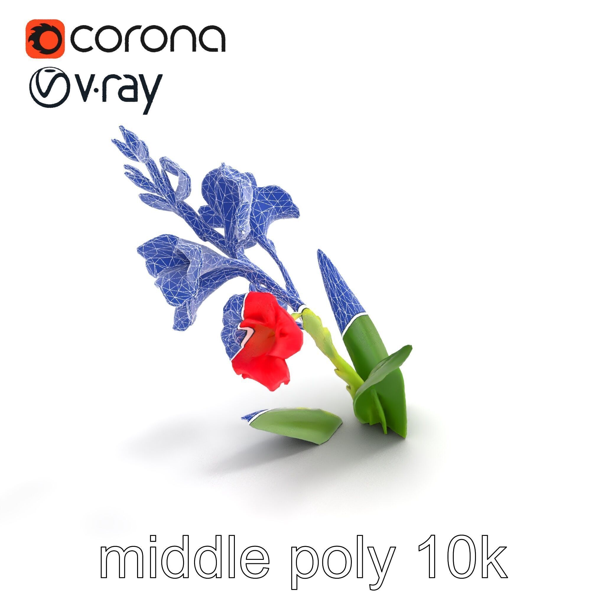 Gladiolus Minor Flower Model Pack Low-poly 3D model_11