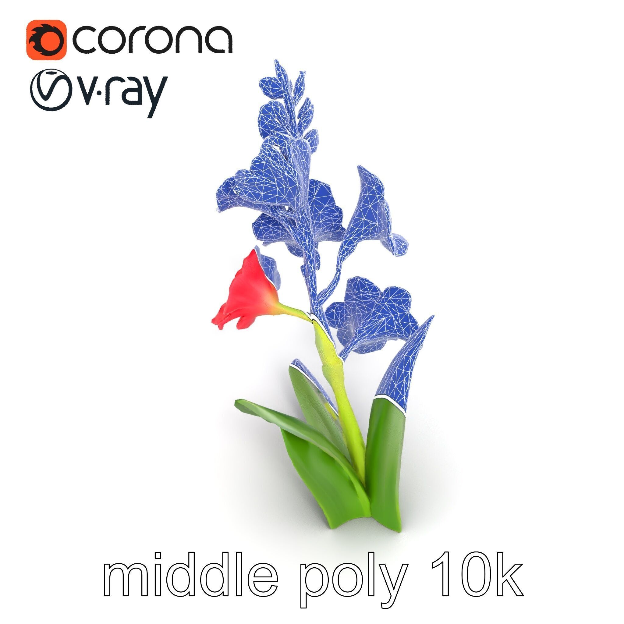 Gladiolus Minor Flower Model Pack Low-poly 3D model_32