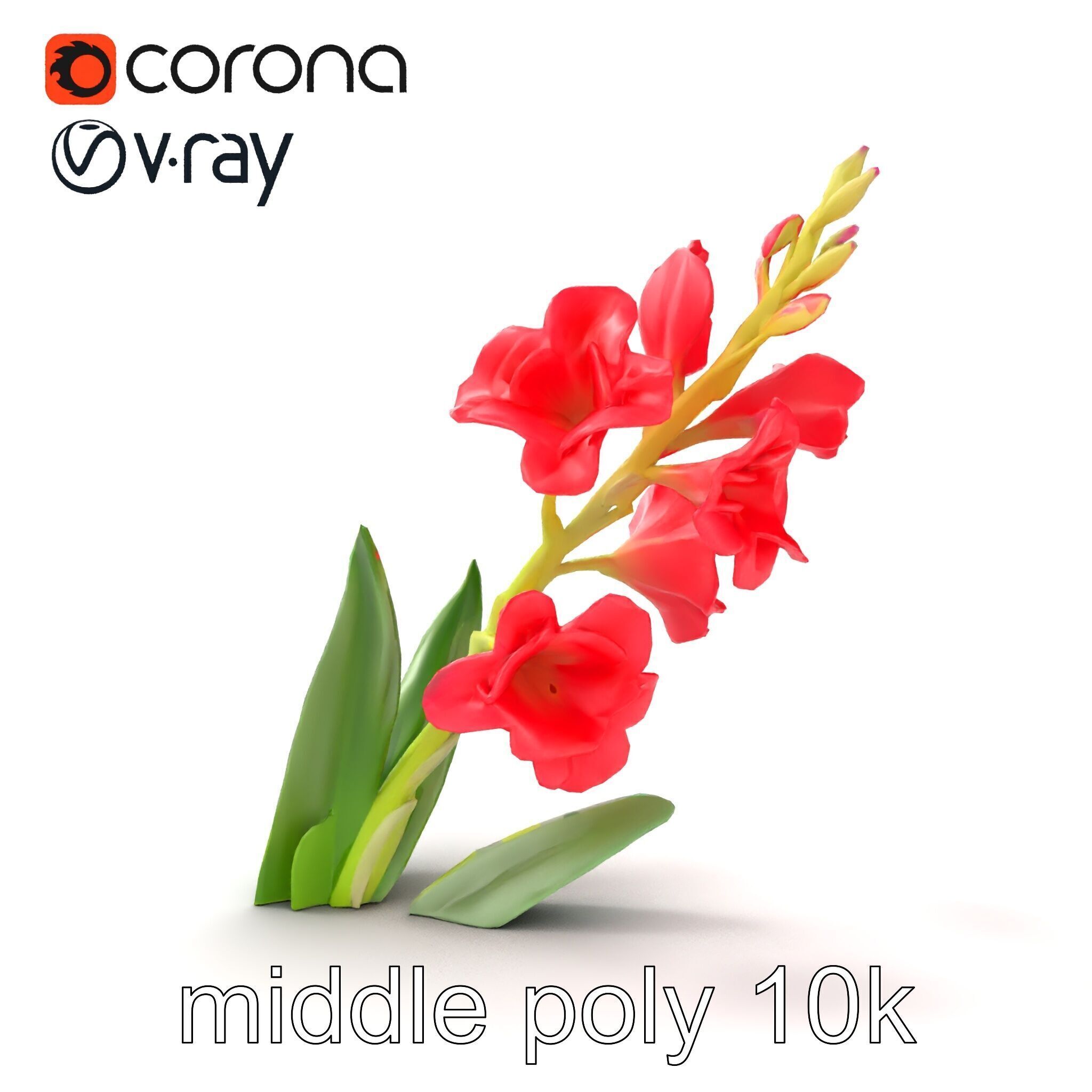 Gladiolus Minor Flower Model Pack Low-poly 3D model_14