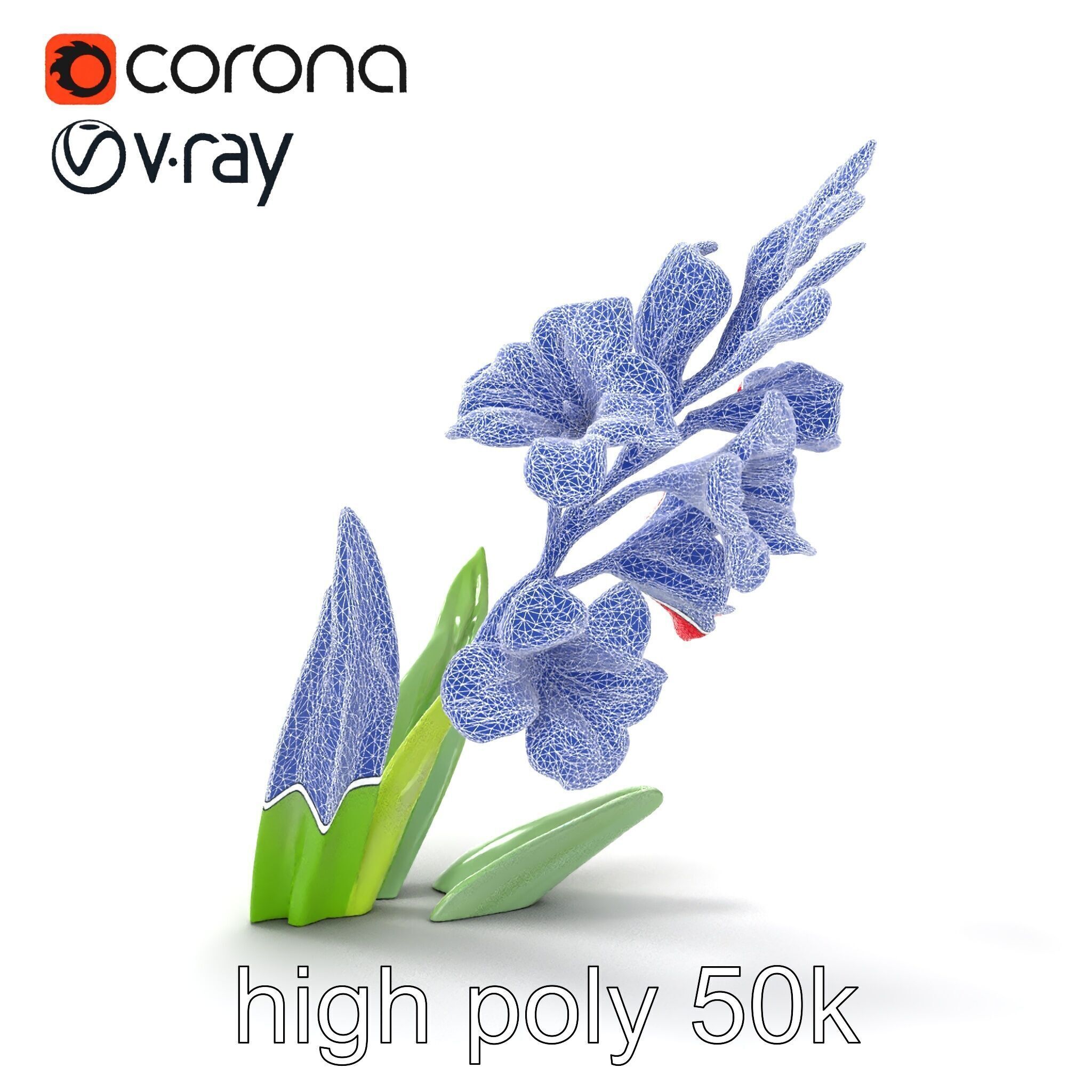 Gladiolus Minor Flower Model Pack Low-poly 3D model_18