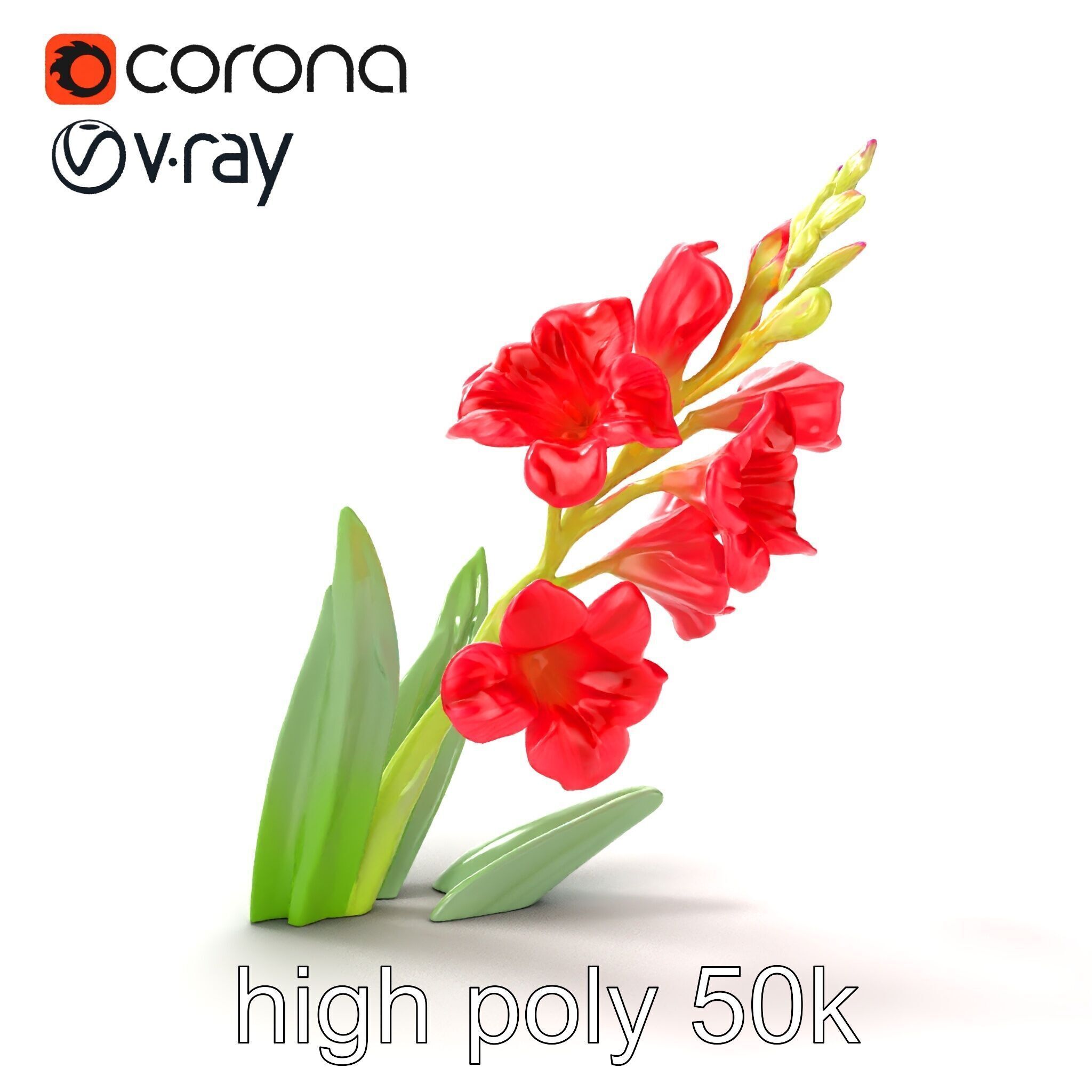 Gladiolus Minor Flower Model Pack Low-poly 3D model_20