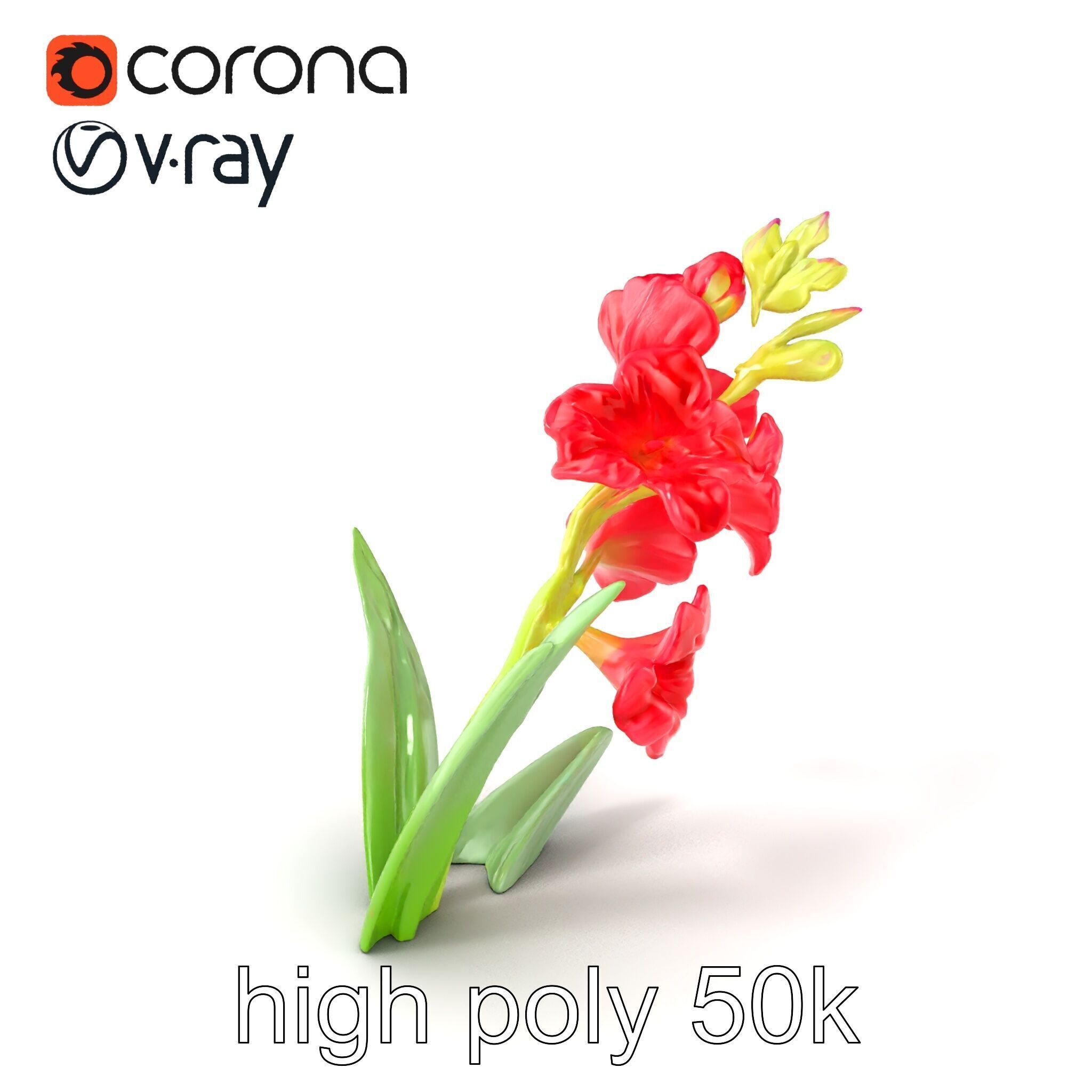 Gladiolus Minor Flower Model Pack Low-poly 3D model_2