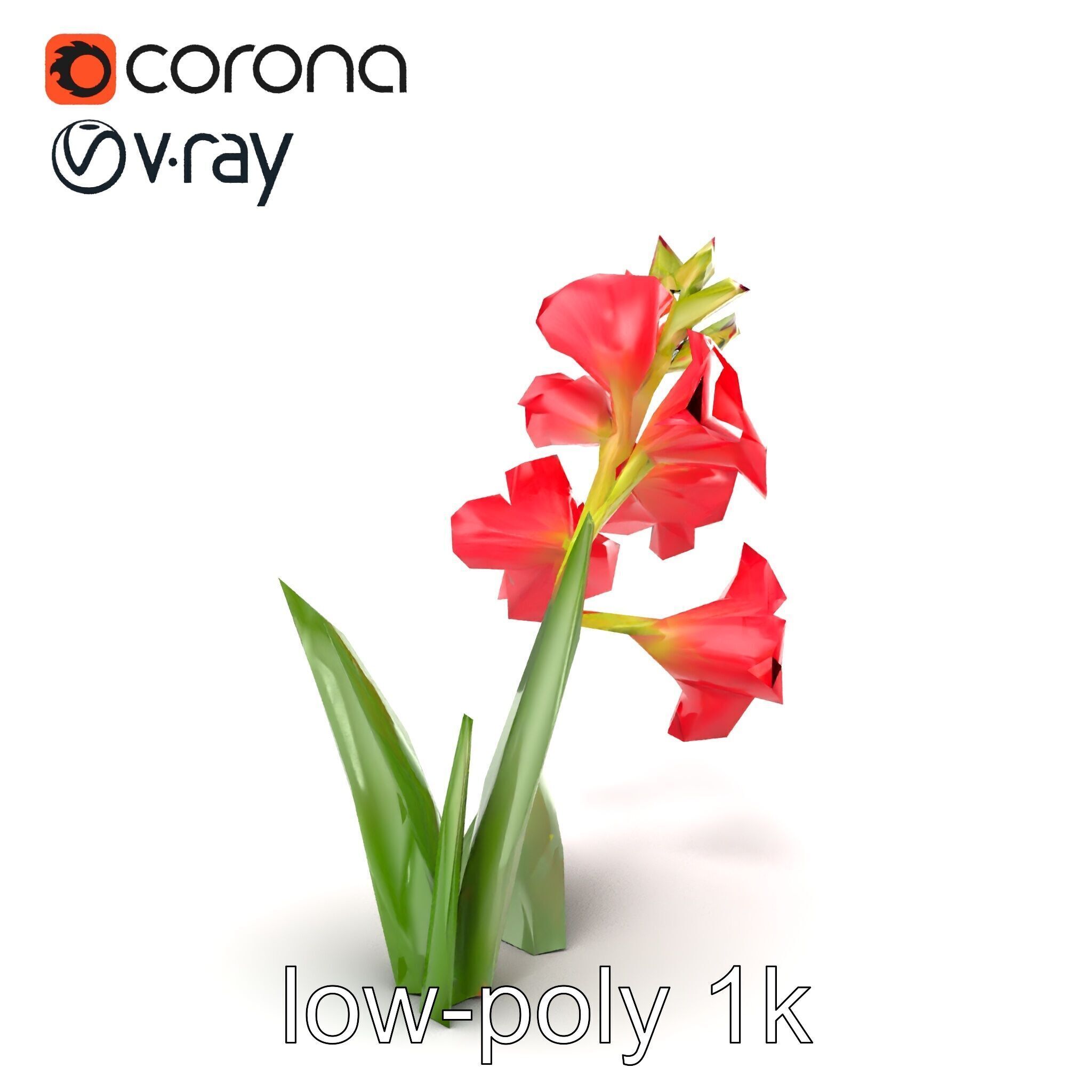 Gladiolus Minor Flower Model Pack Low-poly 3D model_17