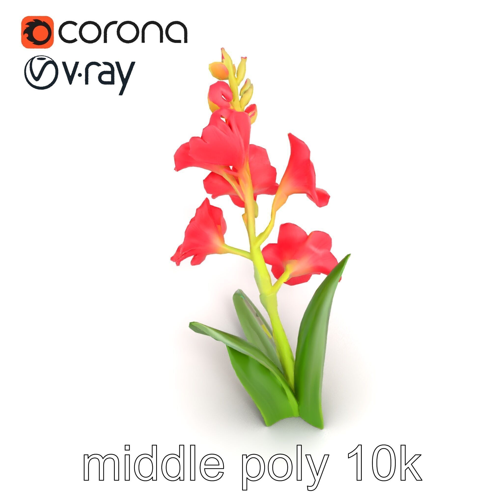 Gladiolus Minor Flower Model Pack Low-poly 3D model_26
