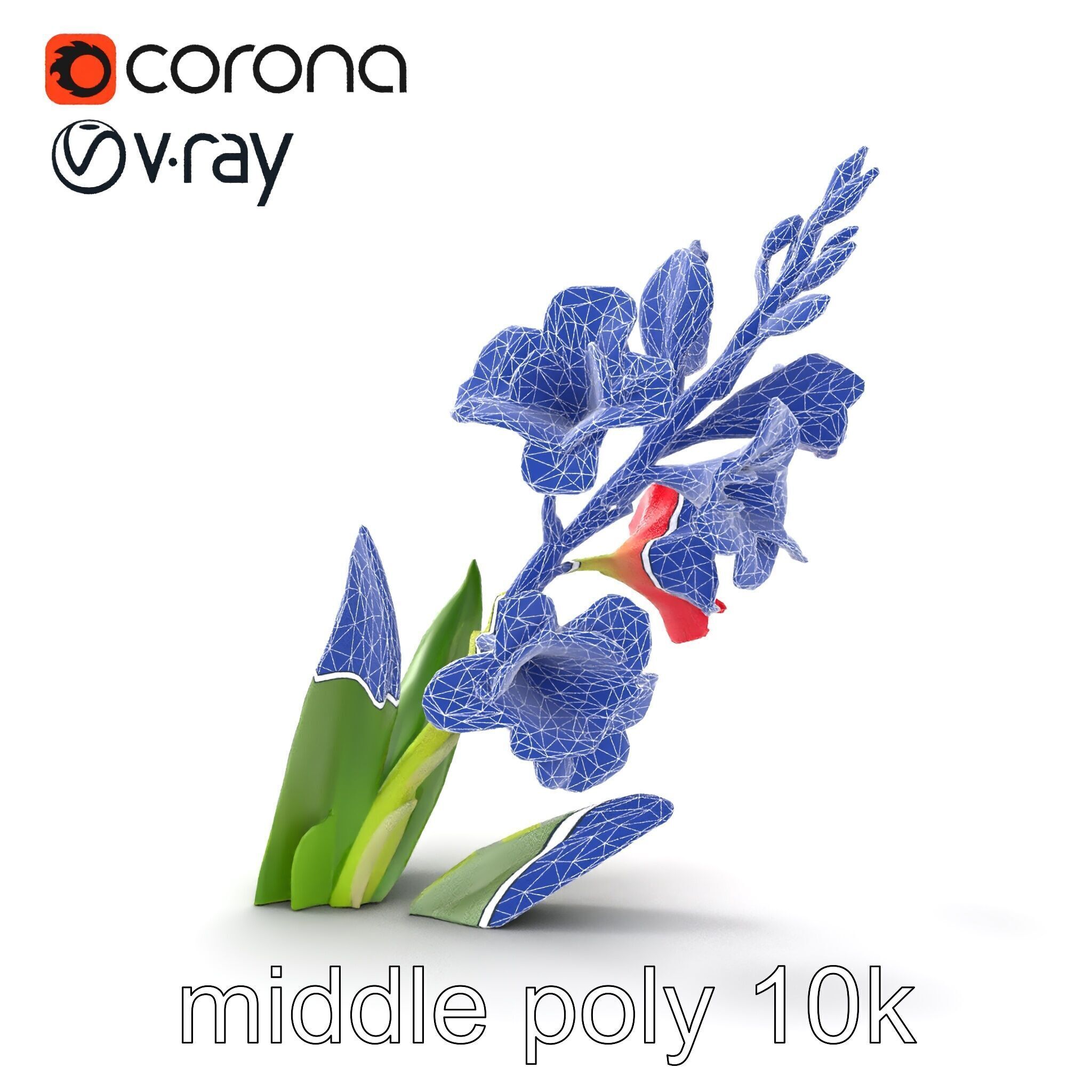 Gladiolus Minor Flower Model Pack Low-poly 3D model_30
