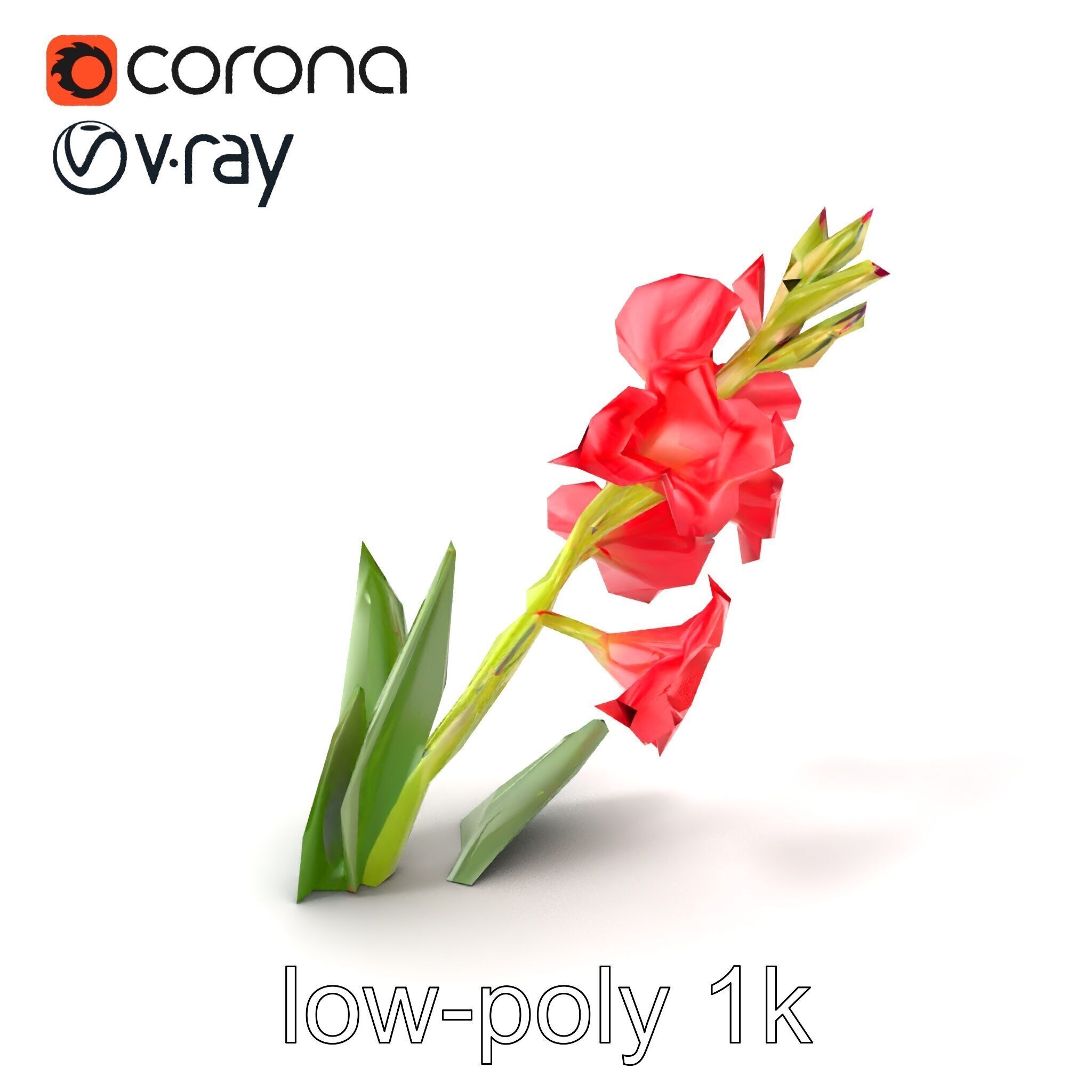 Gladiolus Minor Flower Model Pack Low-poly 3D model_5