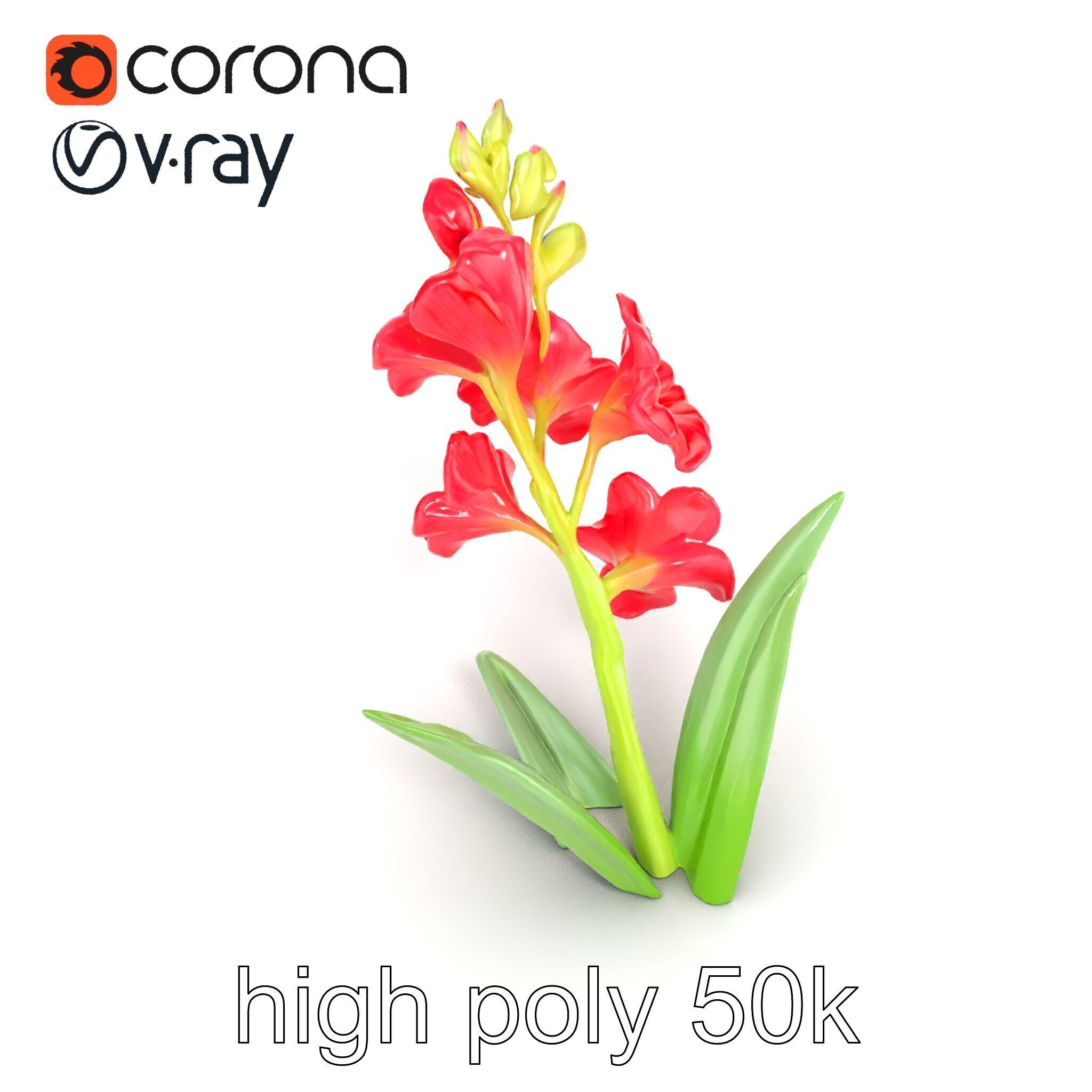 Gladiolus Minor Flower Model Pack Low-poly 3D model_13