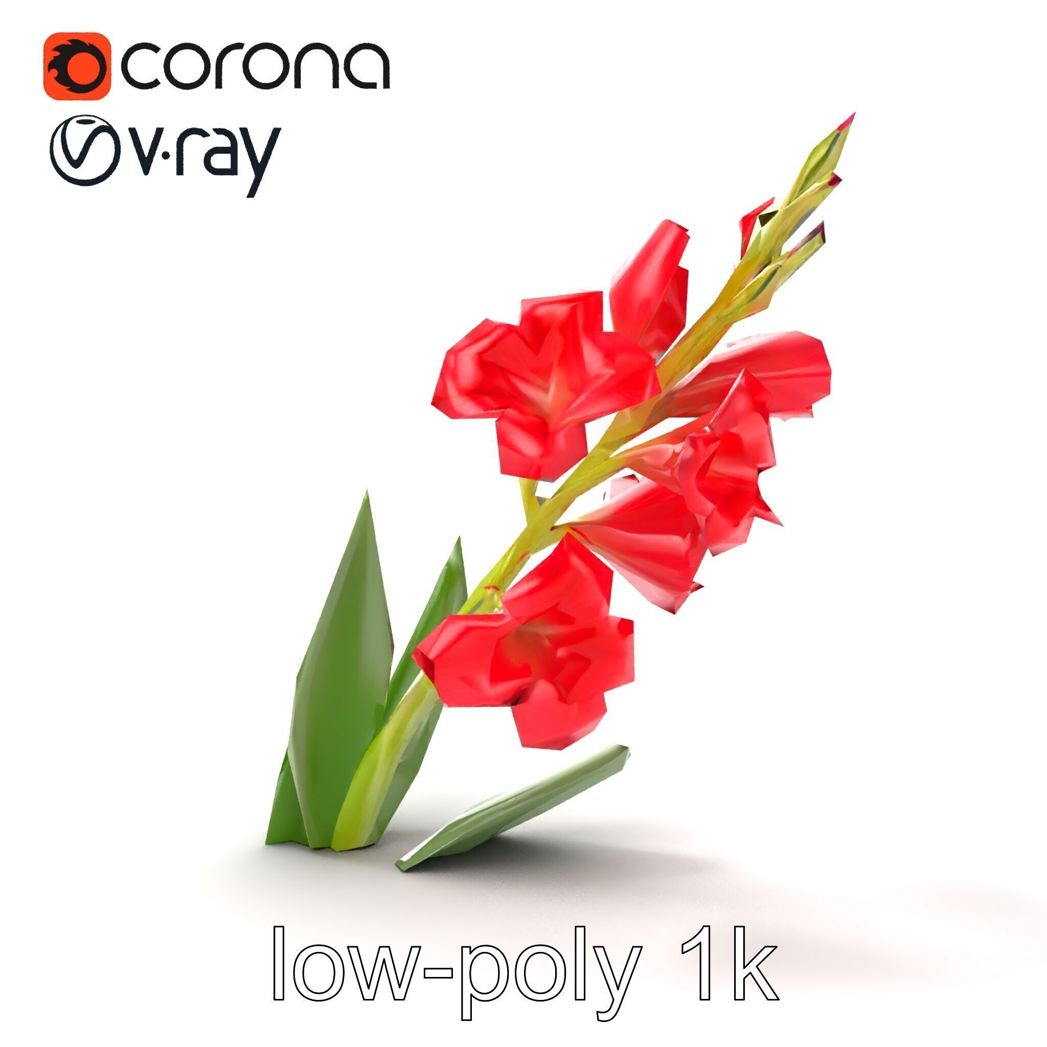 Gladiolus Minor Flower Model Pack Low-poly 3D model_12