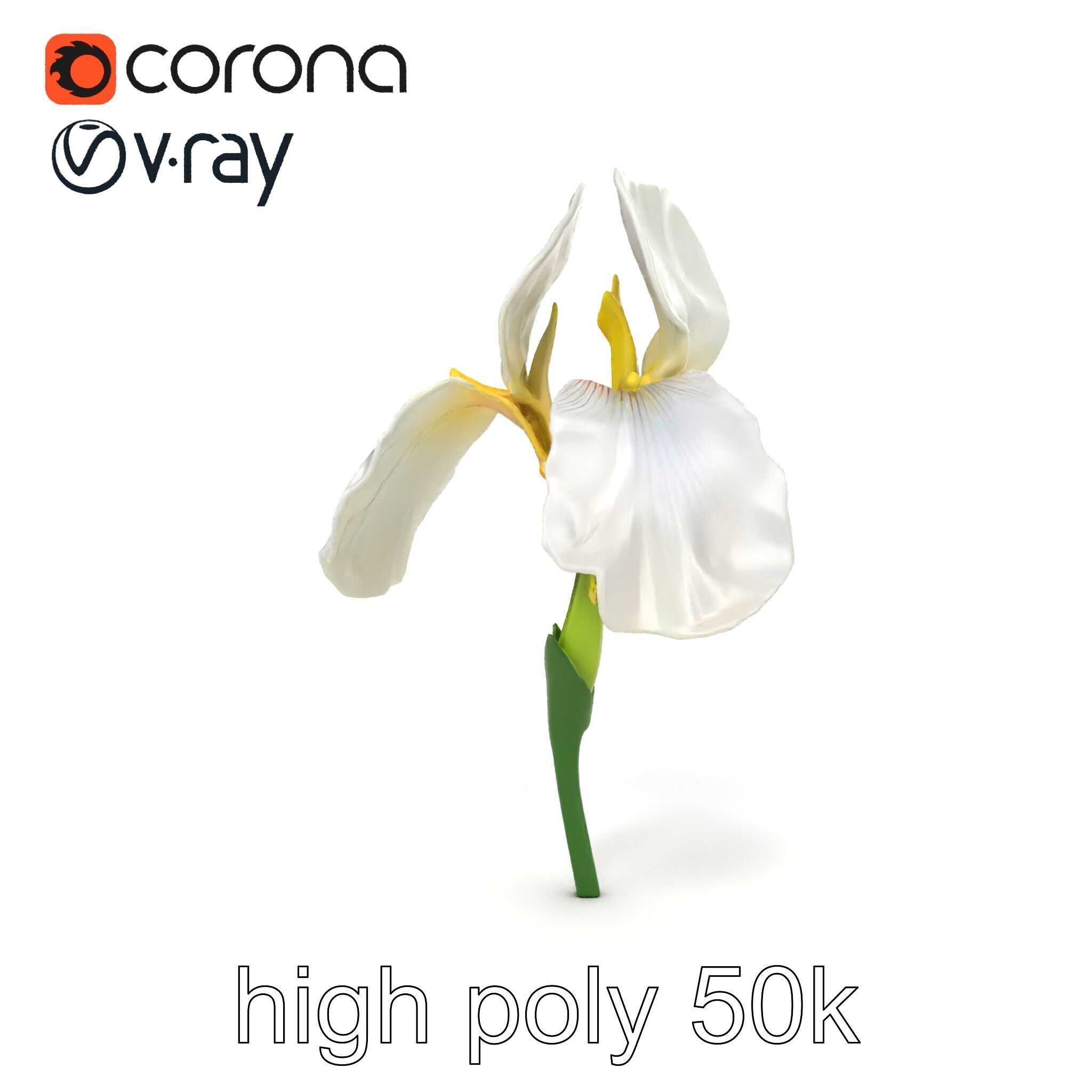 Iris White Flower Detailed Sculpture model pack Low-poly 3D model_19
