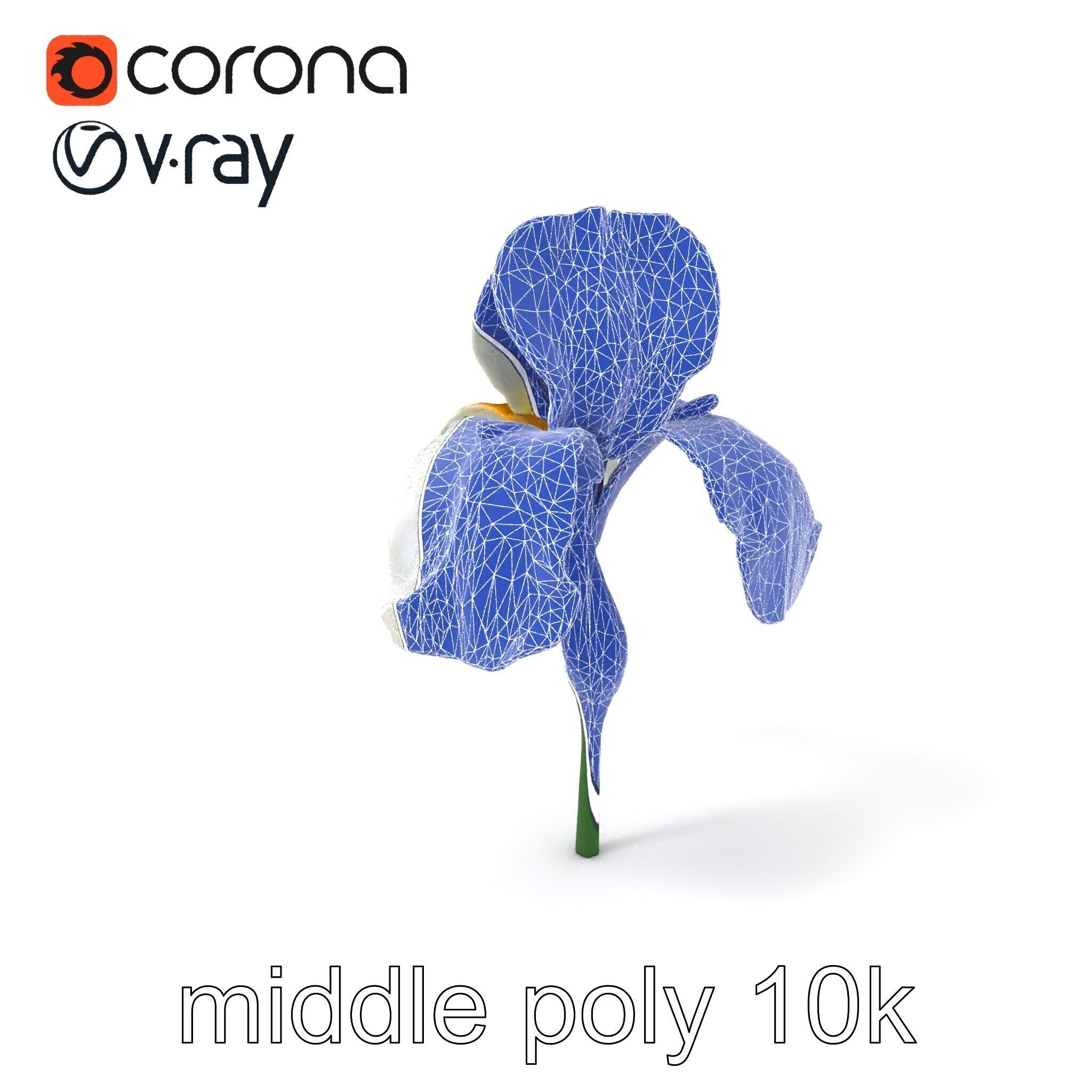 Iris White Flower Detailed Sculpture model pack Low-poly 3D model_5