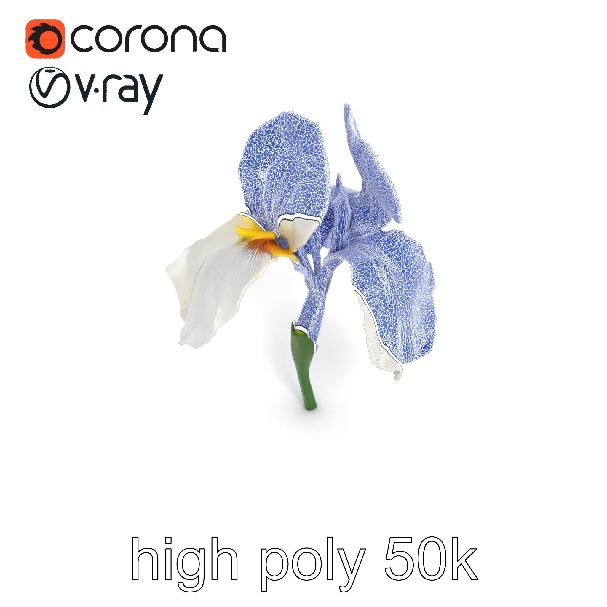 Iris White Flower Detailed Sculpture model pack Low-poly 3D model_26